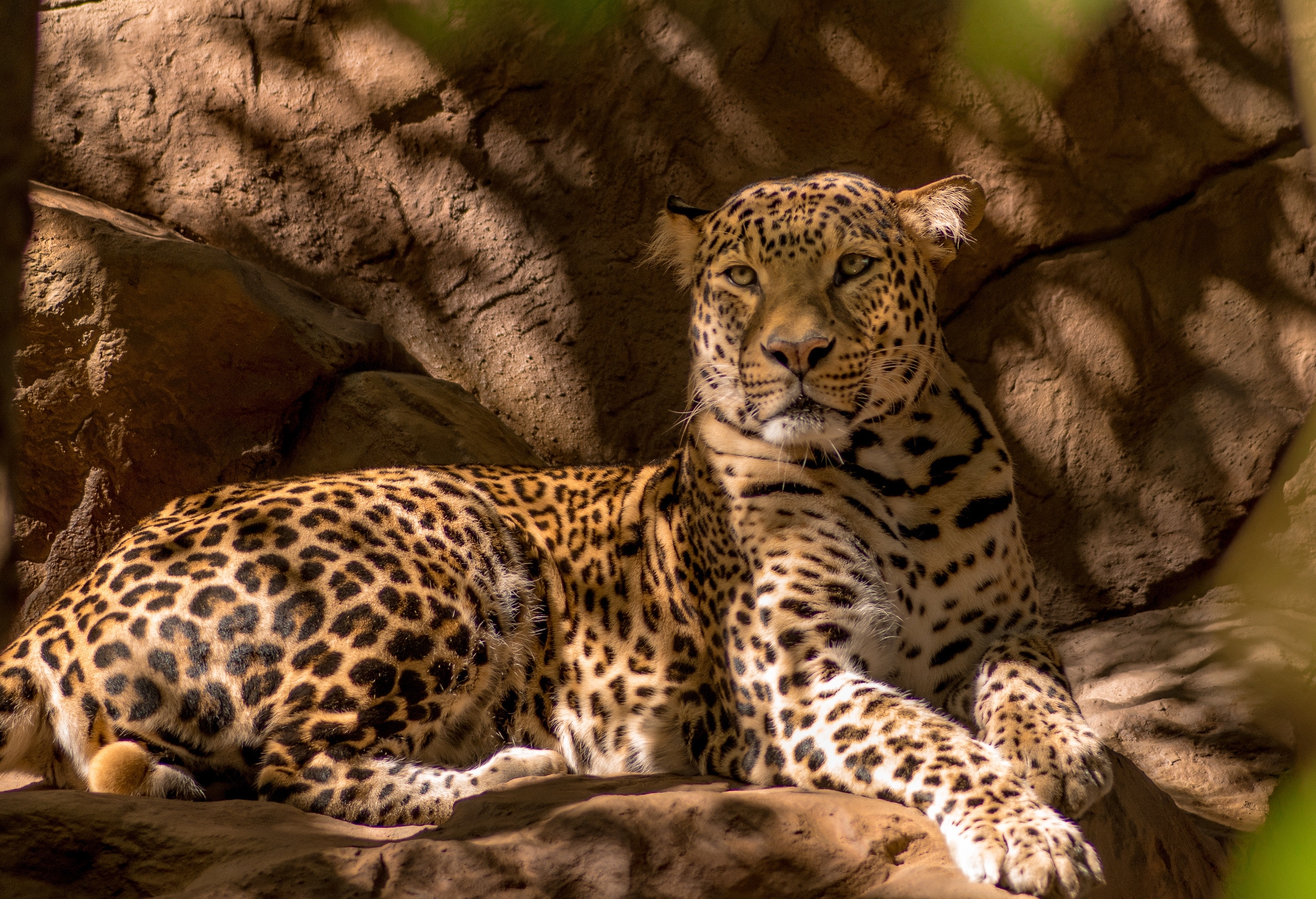 64082 скачать обои леопард, хищник, кошка, животные - заставки и картинки бесплатно