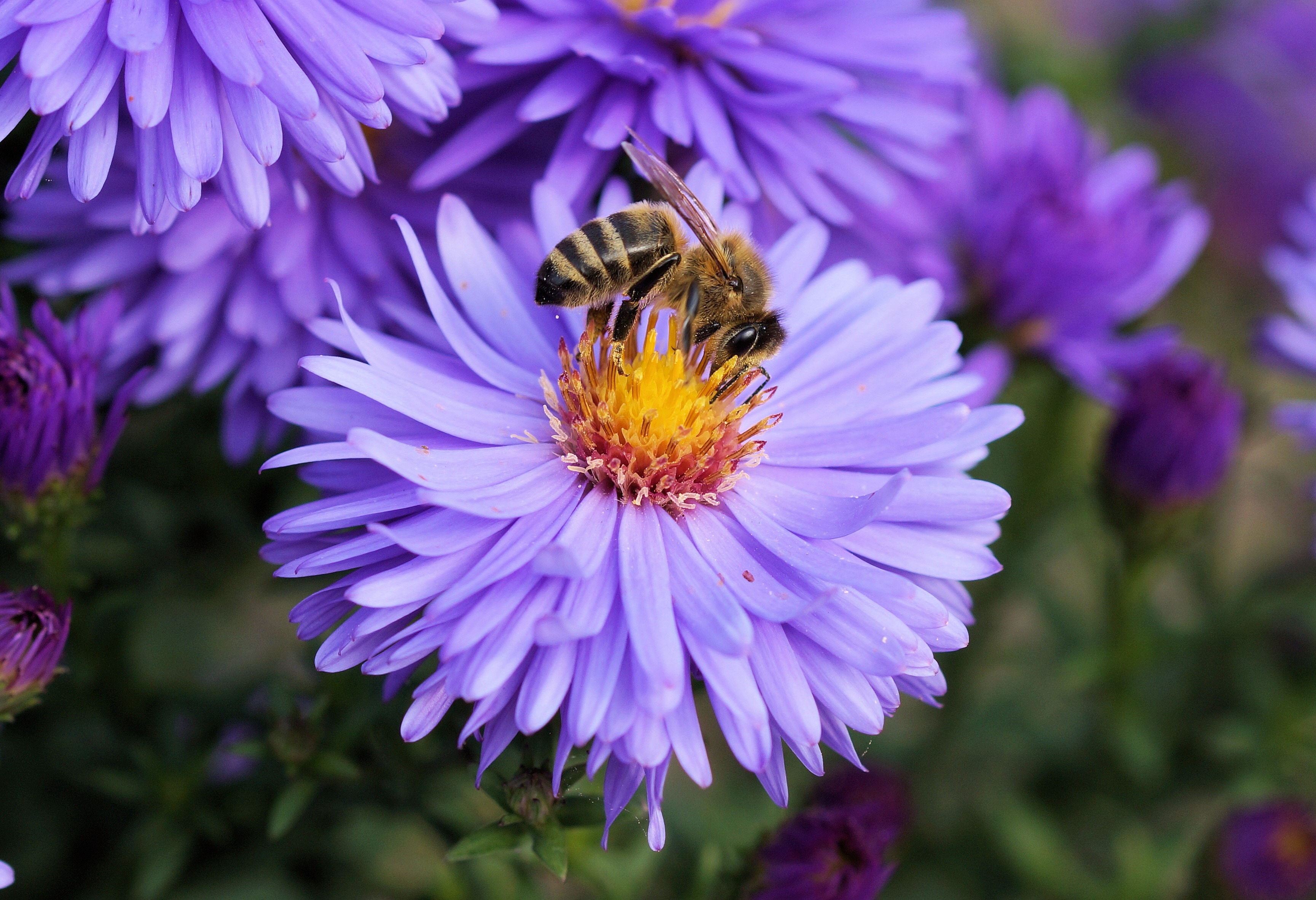 pollination, flower, macro, bee