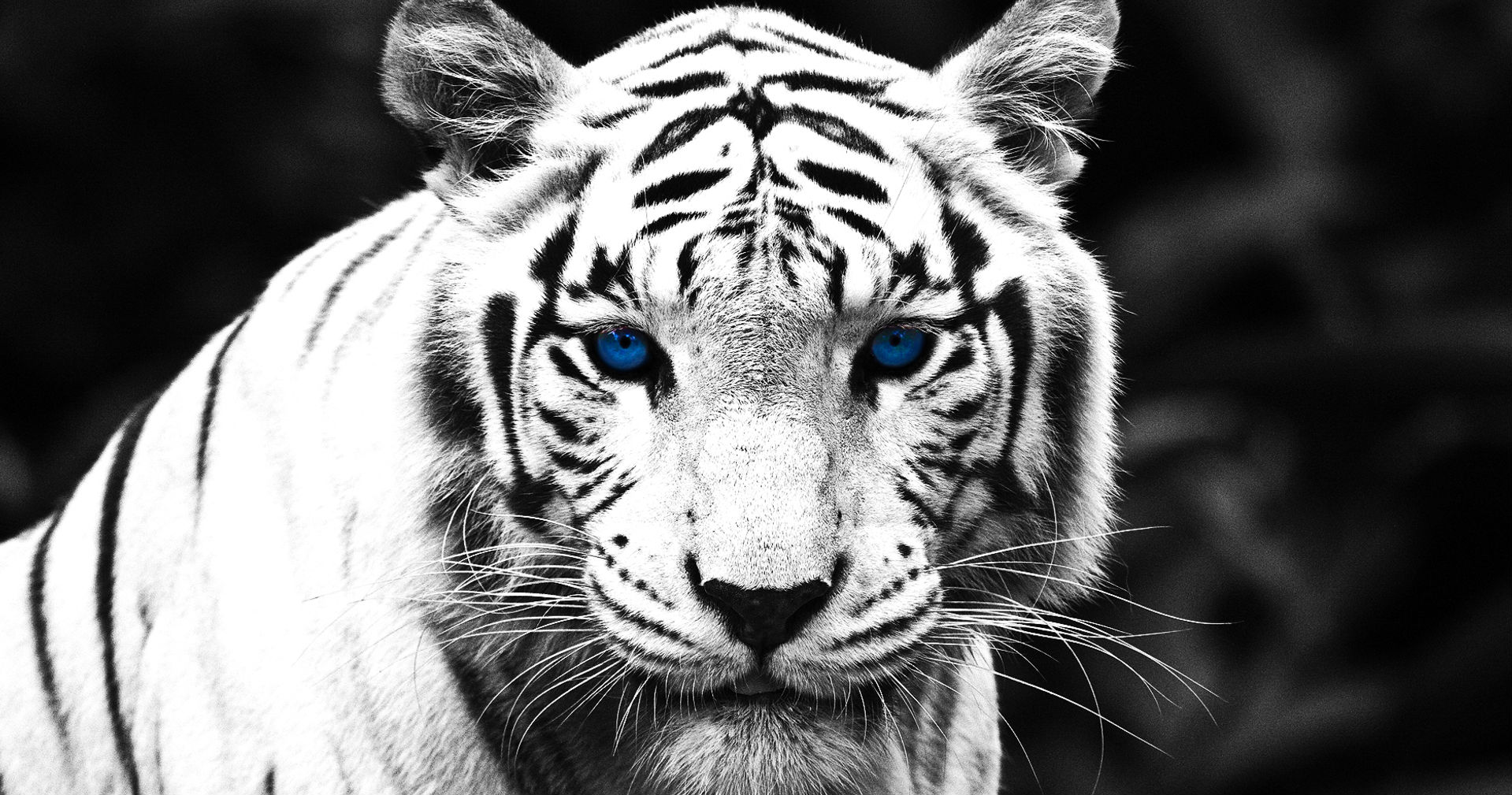1436325 baixar papel de parede tigre branco, animais - protetores de tela e imagens gratuitamente