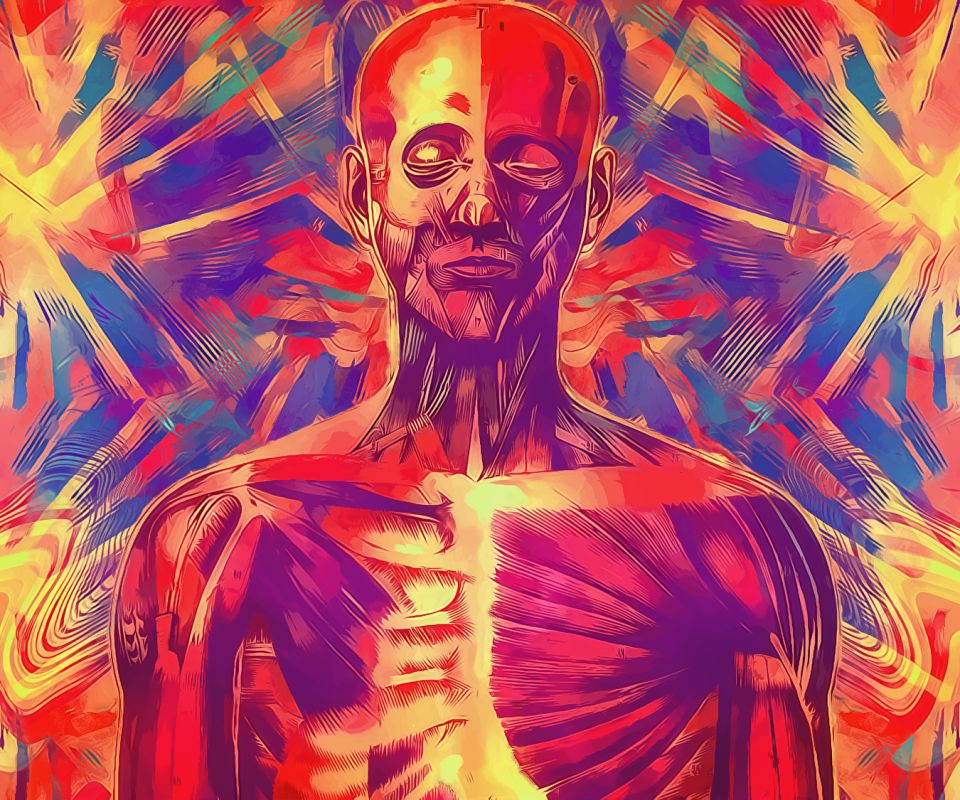 anatomy wallpaper abstract