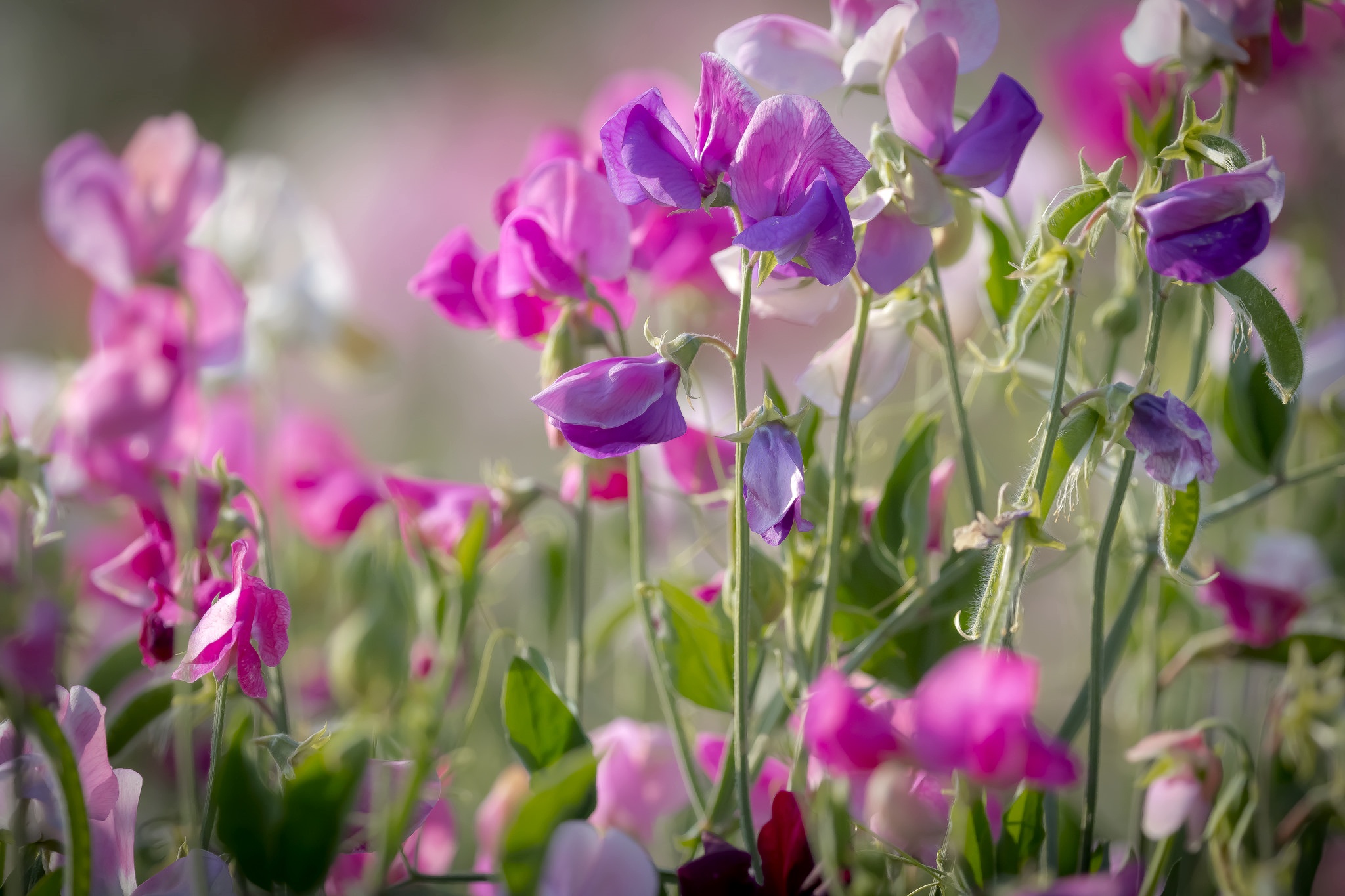 nature, earth, flower, purple flower, sweet pea, flowers