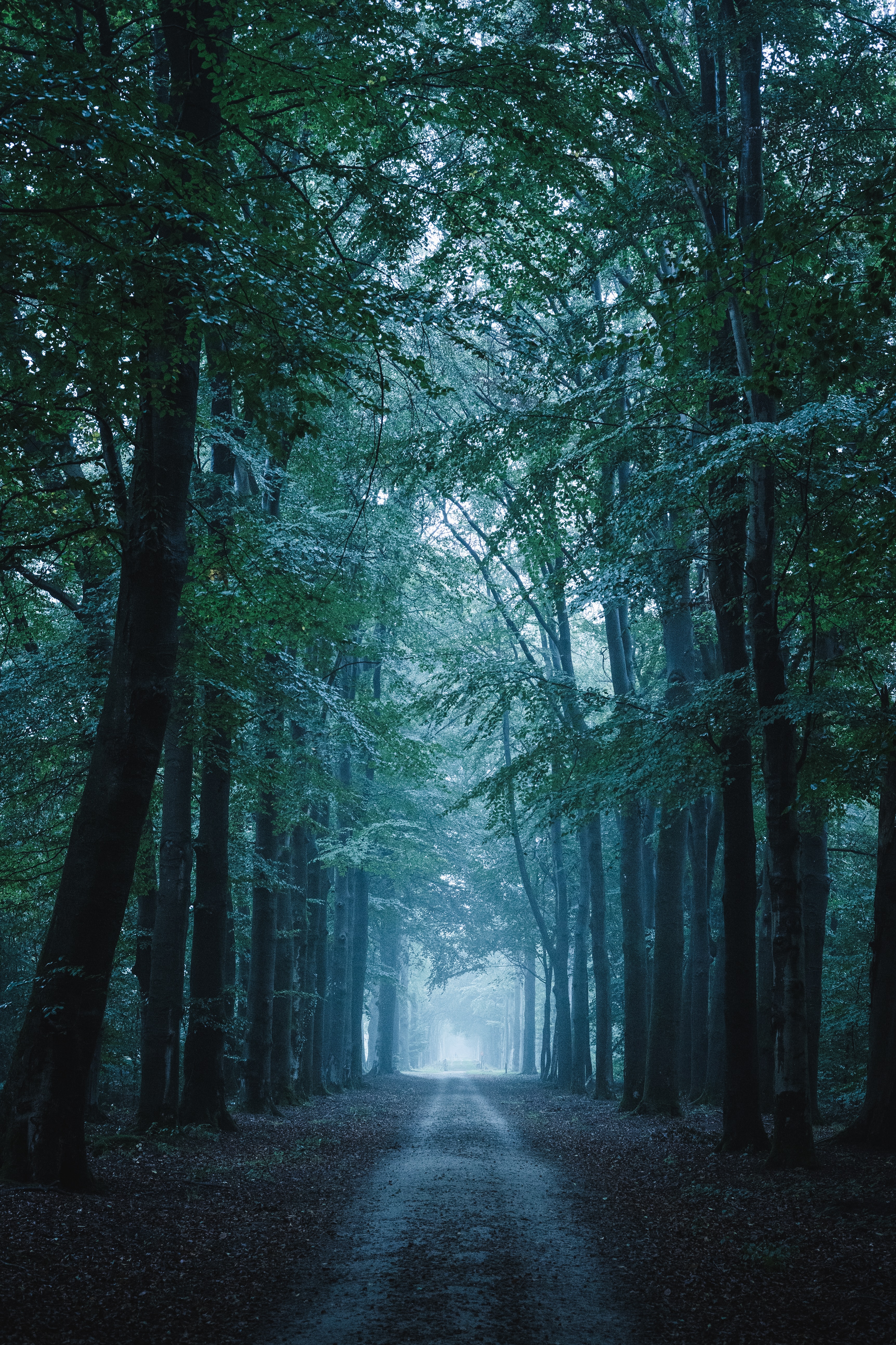 Download mobile wallpaper Trees, Forest, Path, Trail, Nature for free.