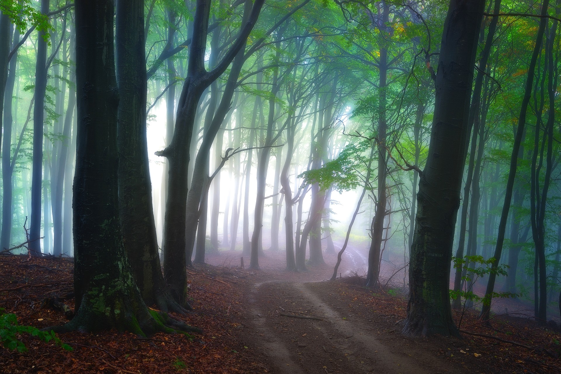 Тропинка в лесу туман