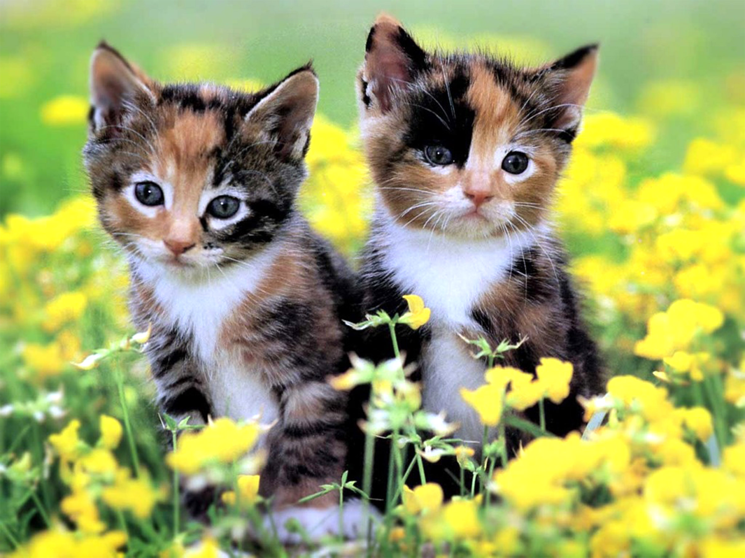 Пять пестрых. Красивые котята. Разноцветные котята. Кошки маленькие красивые. Очаровательные котята.