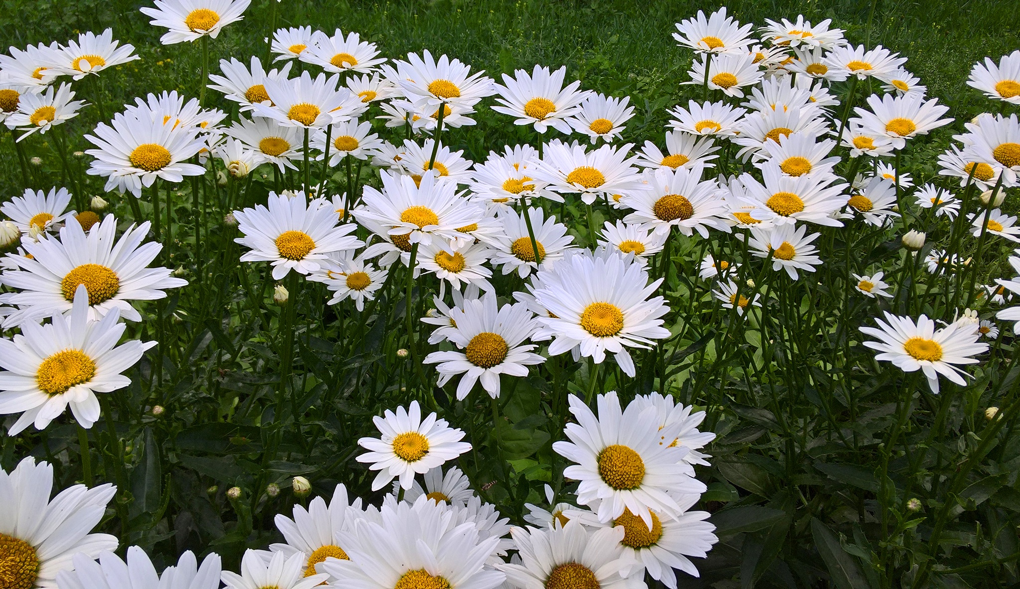 earth, chamomile, flower, nature, white flower Smartphone Background