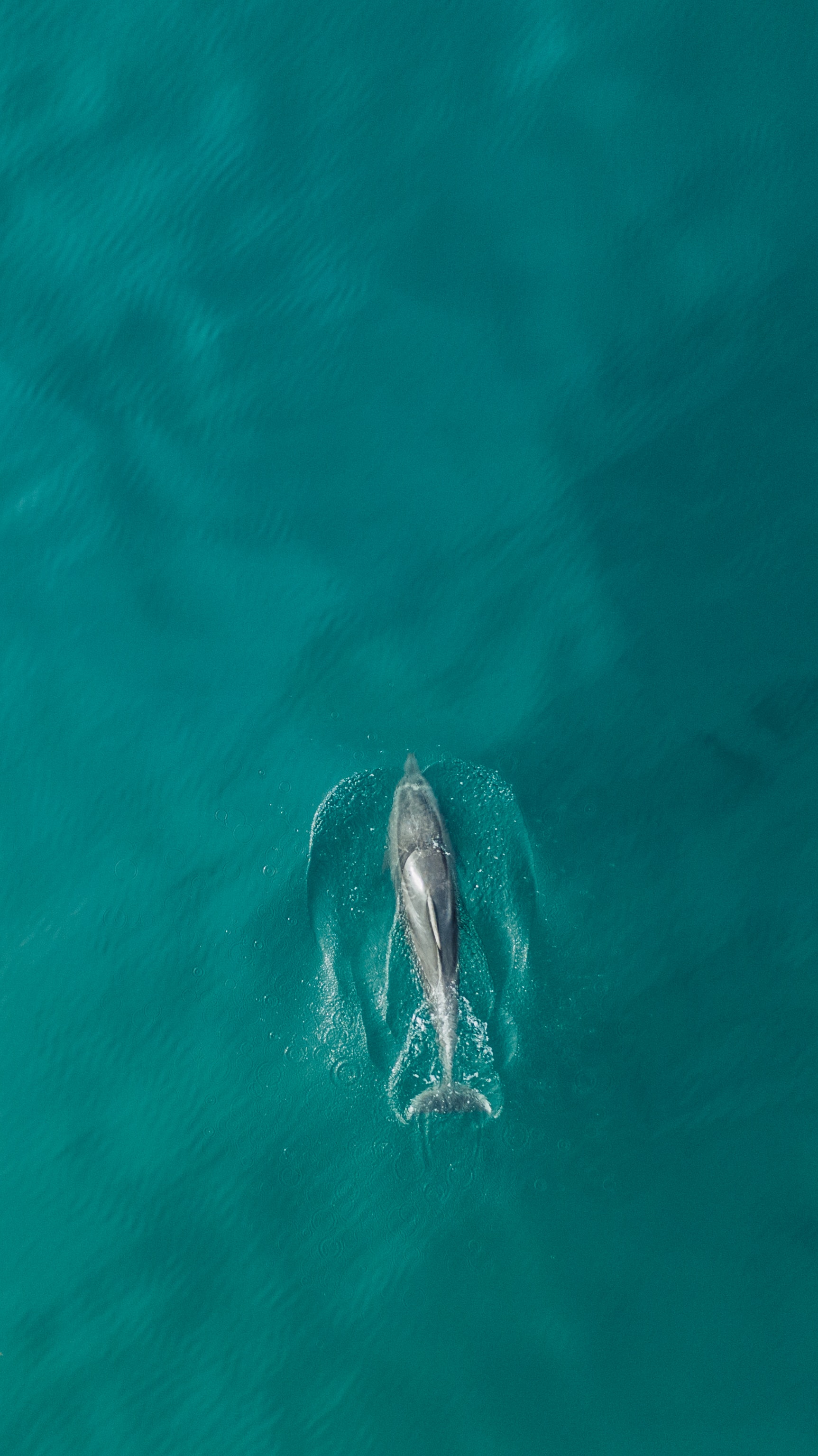Download mobile wallpaper Fish, Animals, View From Above, Water, Ocean, Dolphin for free.