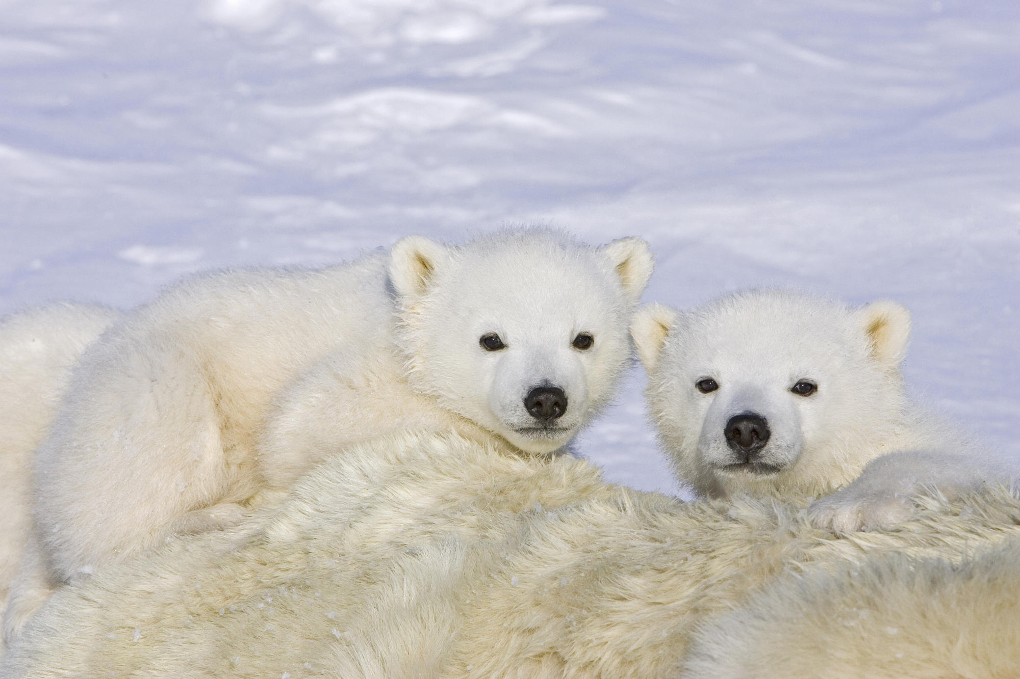 176042 baixar papel de parede animais, urso polar, ursos - protetores de tela e imagens gratuitamente
