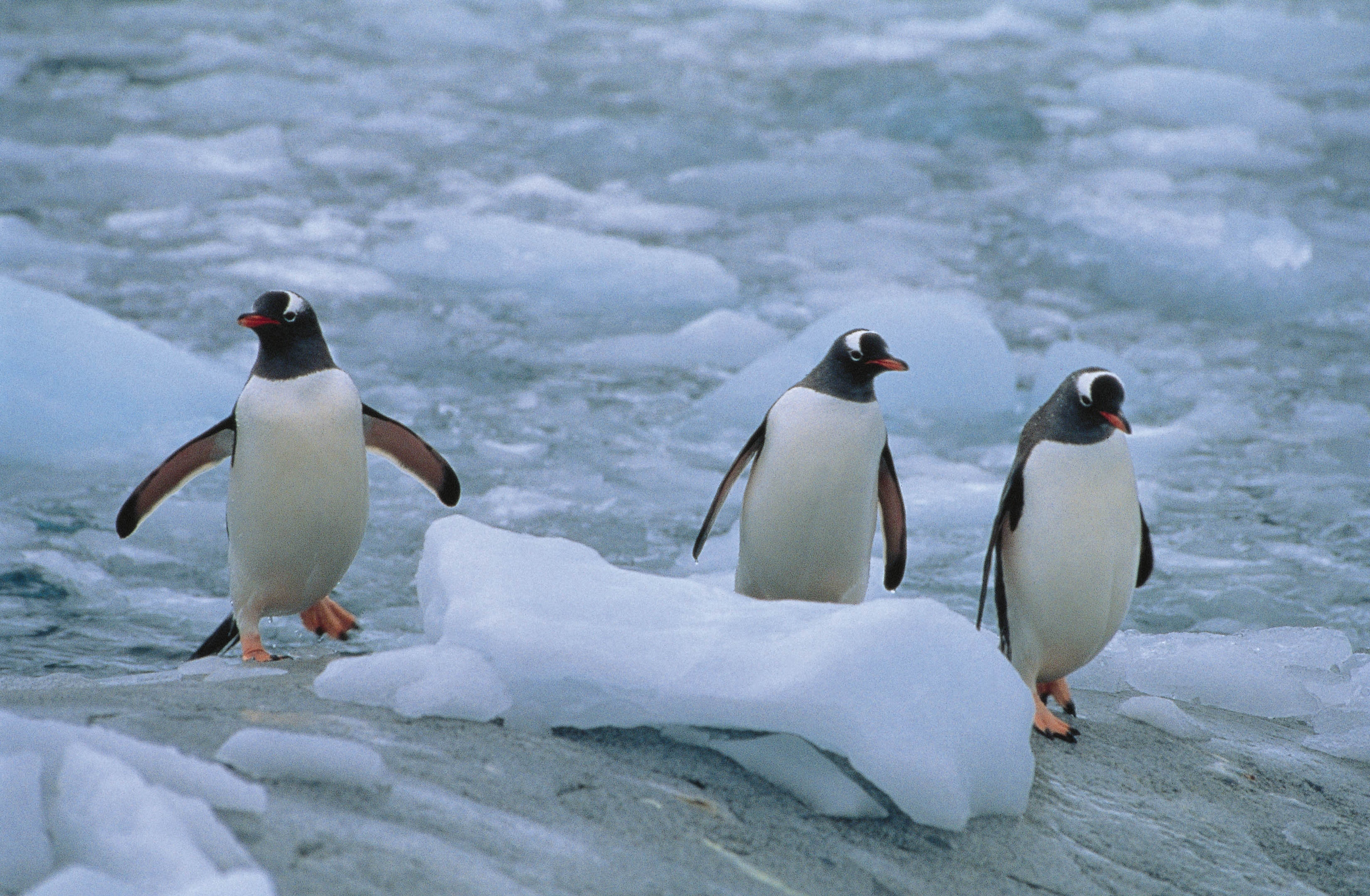Download mobile wallpaper North, Three, Animals, Linux, Pinguins for free.