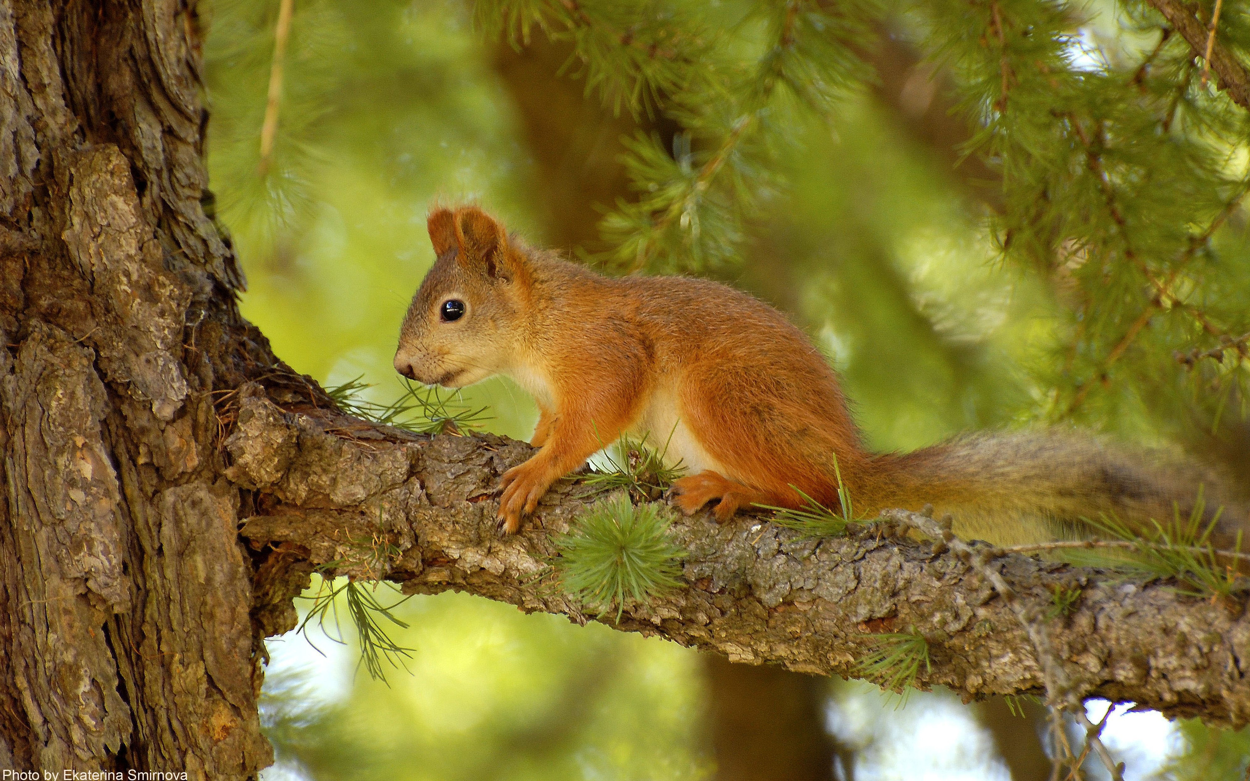 squirrel, animal Desktop Wallpaper