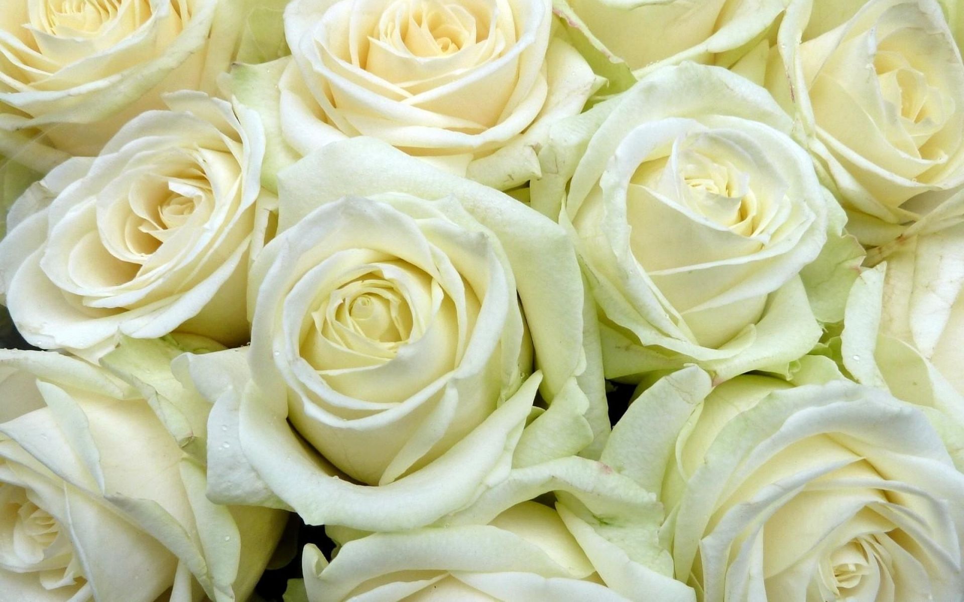 earth, rose, flower, white flower, white rose, flowers