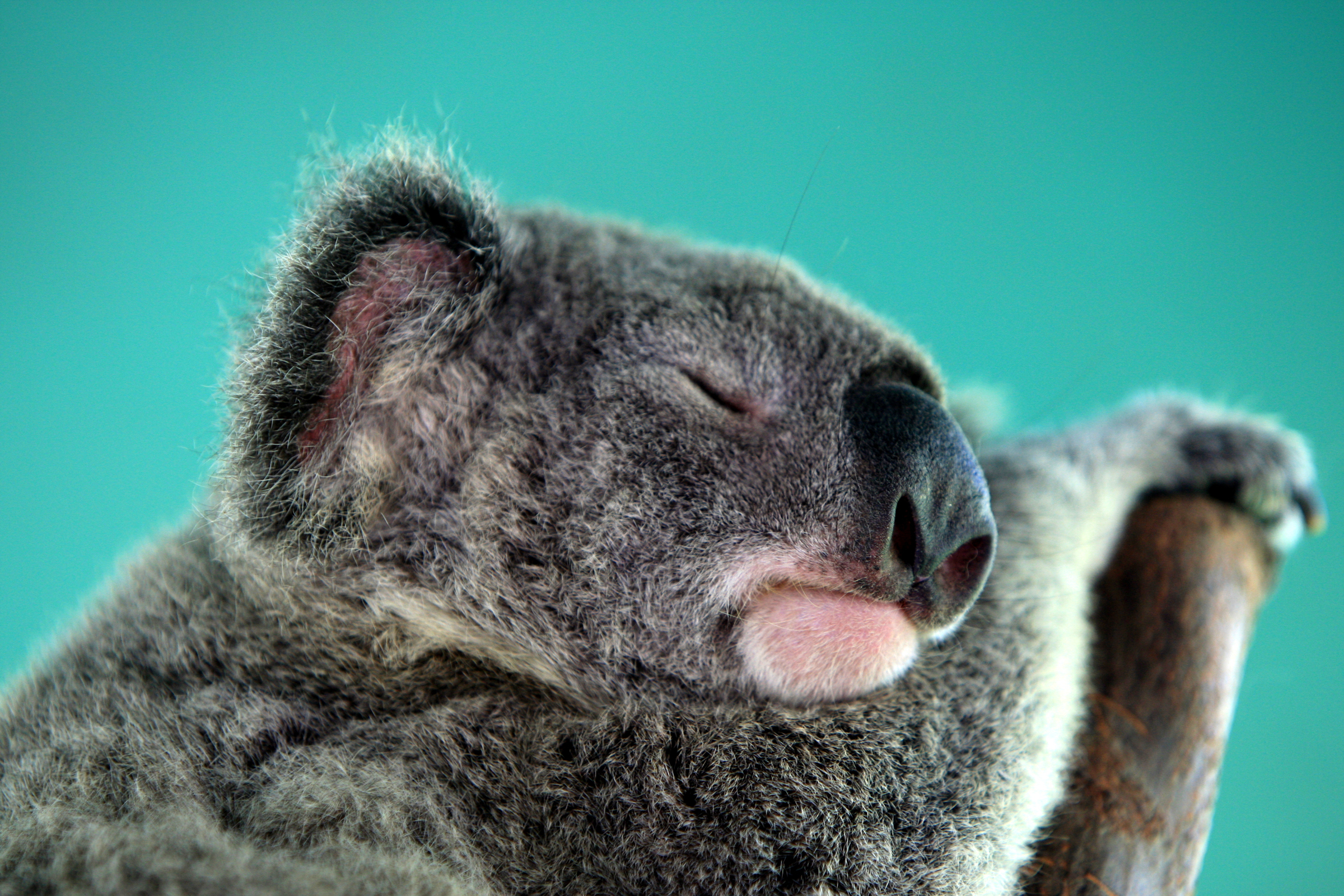 Handy-Wallpaper Traum, Schnauze, Schlafen, Tiere, Koala kostenlos herunterladen.