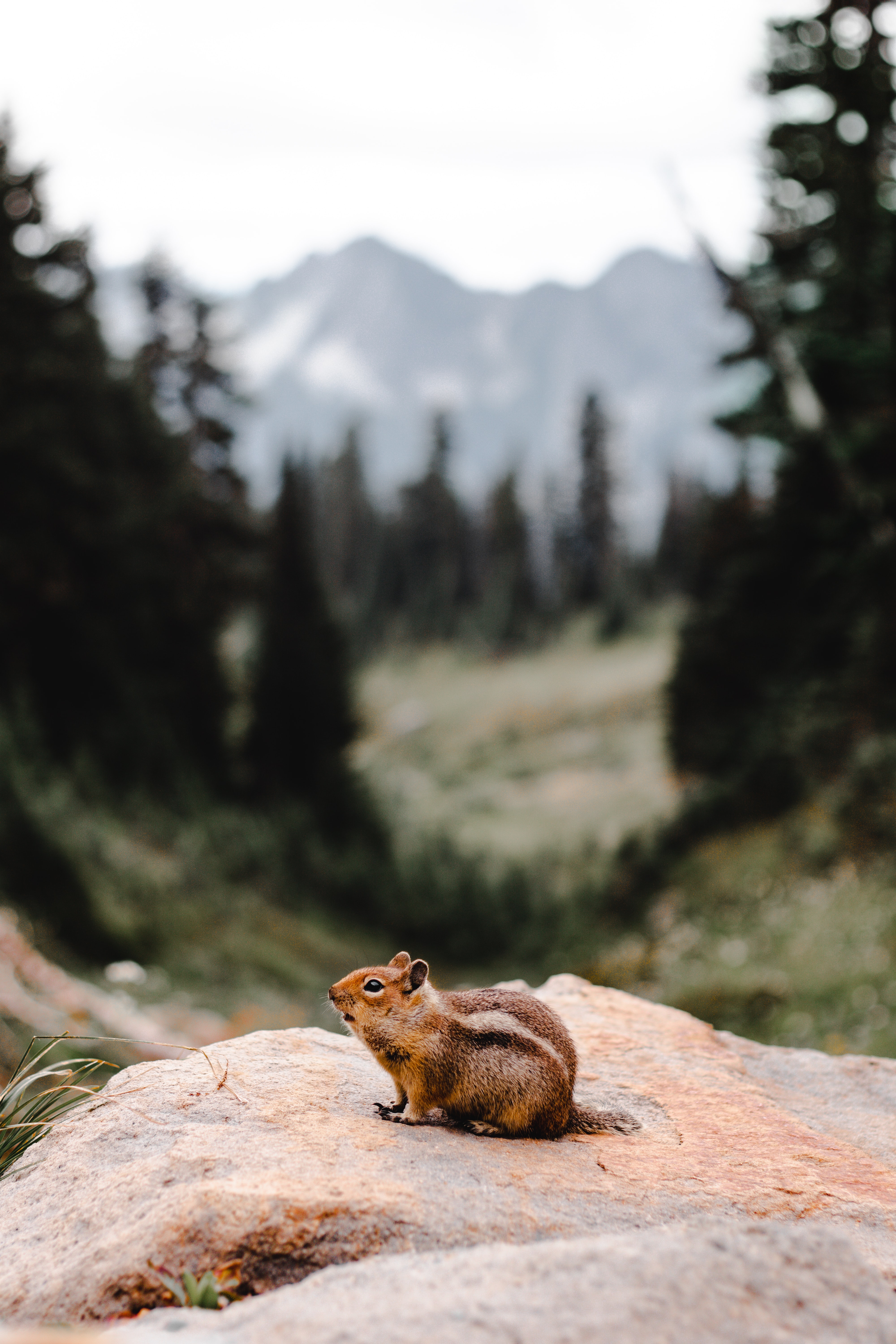 Download mobile wallpaper Rodent, Rock, Animals, Fluffy, Stone, Chipmunk for free.
