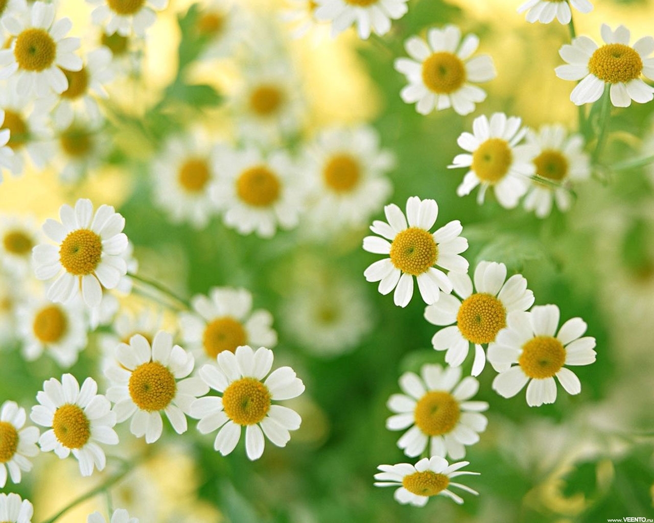 Download mobile wallpaper Flowers, Camomile, Plants, Background for free.