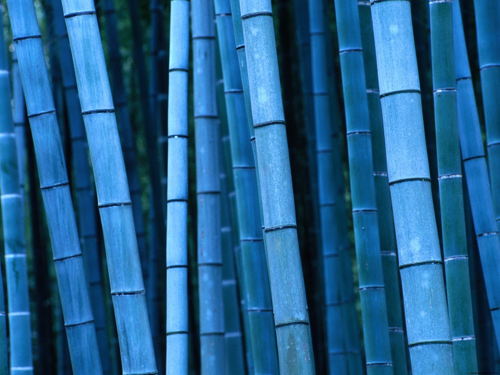 bamboo, nature, artistic, blue