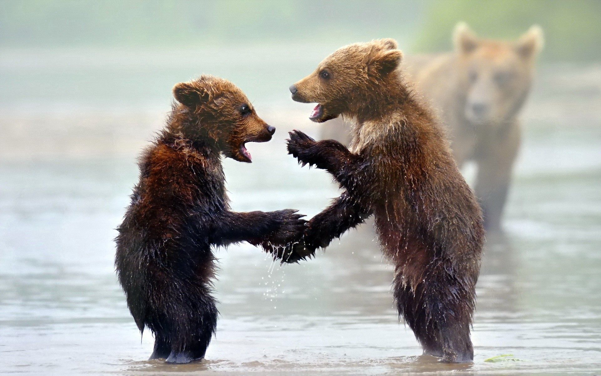 bears, animals, water, young, fog, cubs, teddy bears cellphone