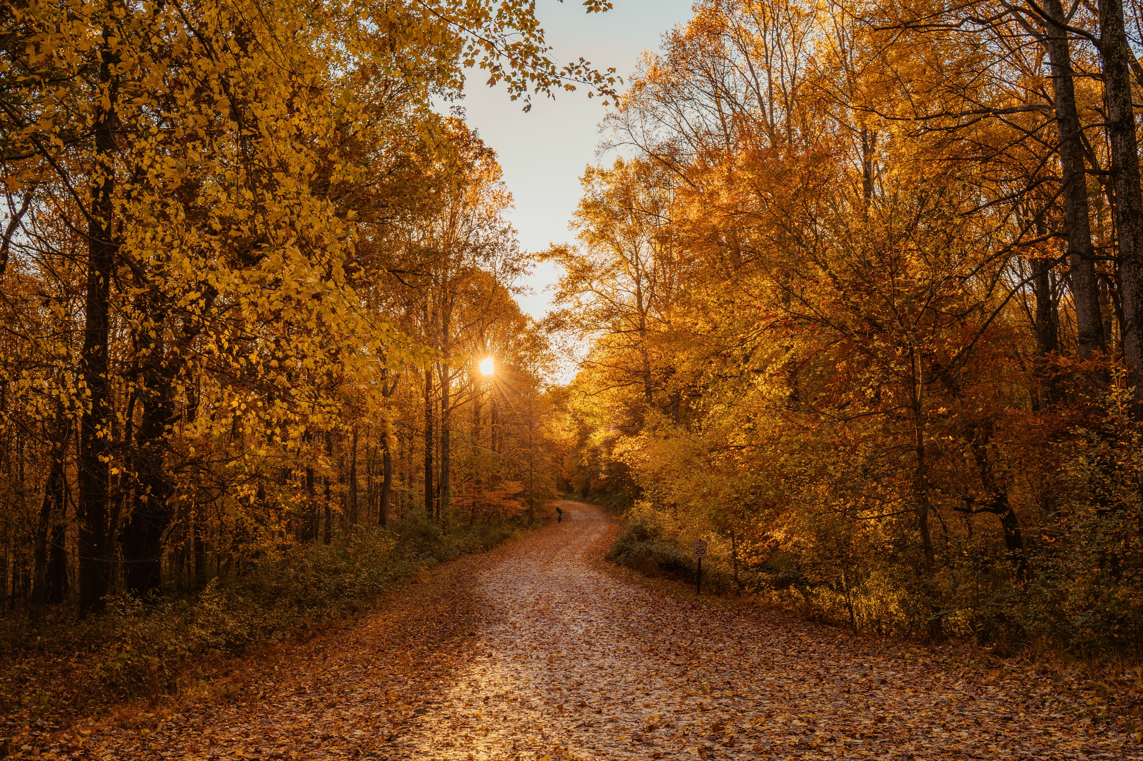 Download mobile wallpaper Forest, Road, Nature, Trees, Autumn, Landscape for free.