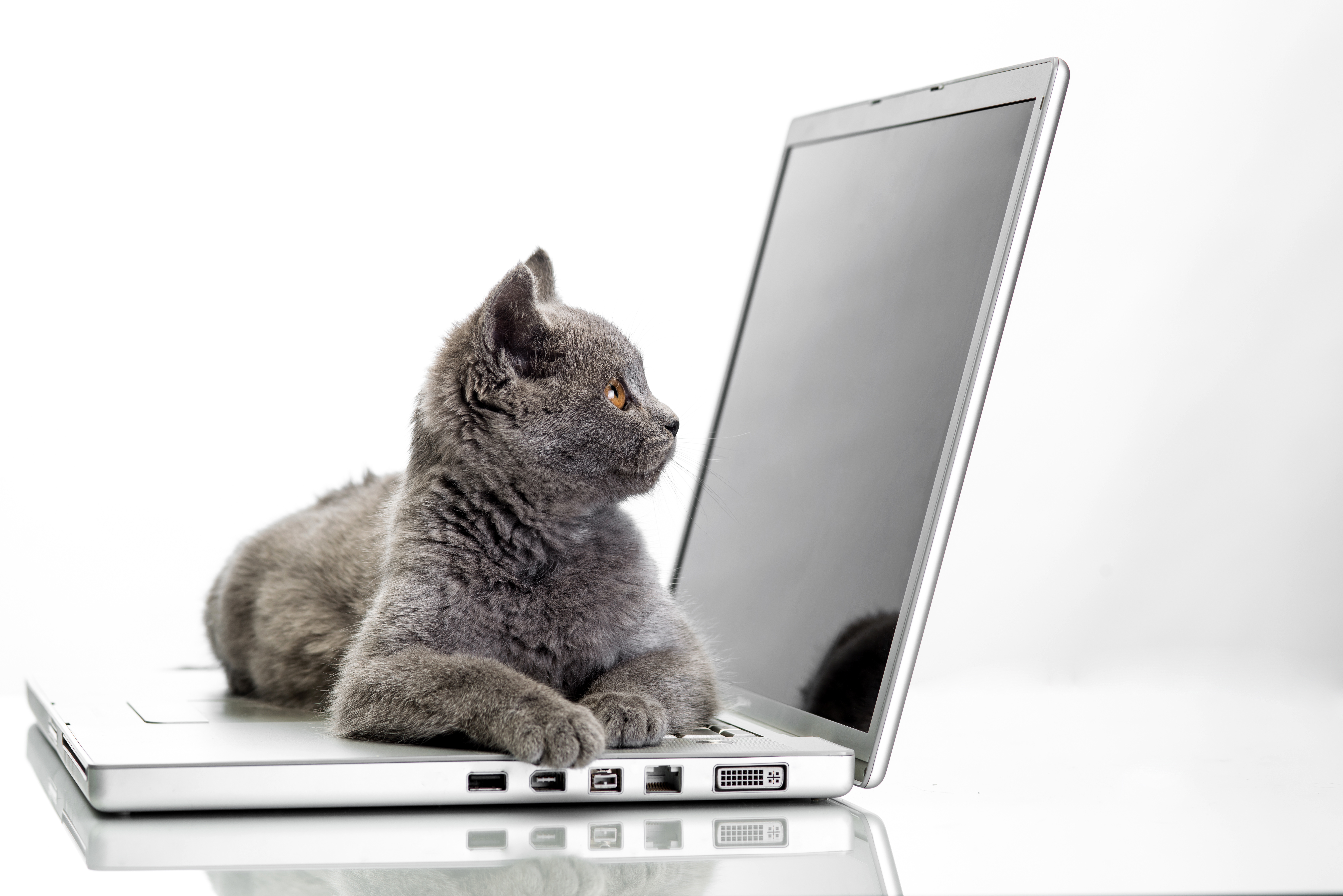 Котенок и компьютер