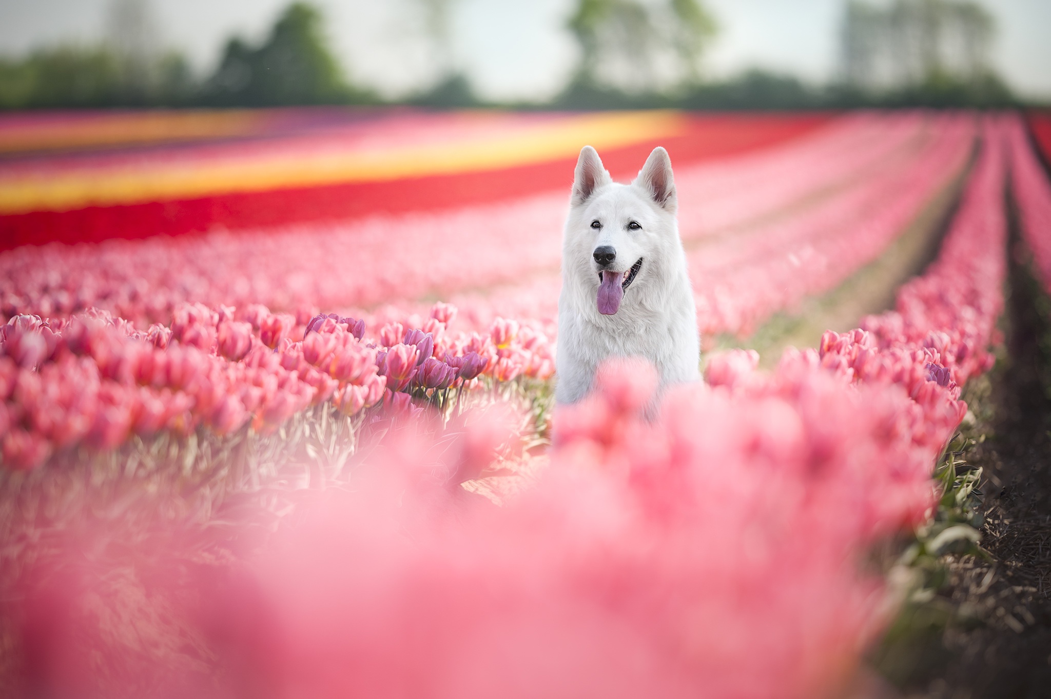 Download mobile wallpaper Flower, Dog, Animal, Tulip, Swiss Shepherd, Pink Flower, Depth Of Field for free.