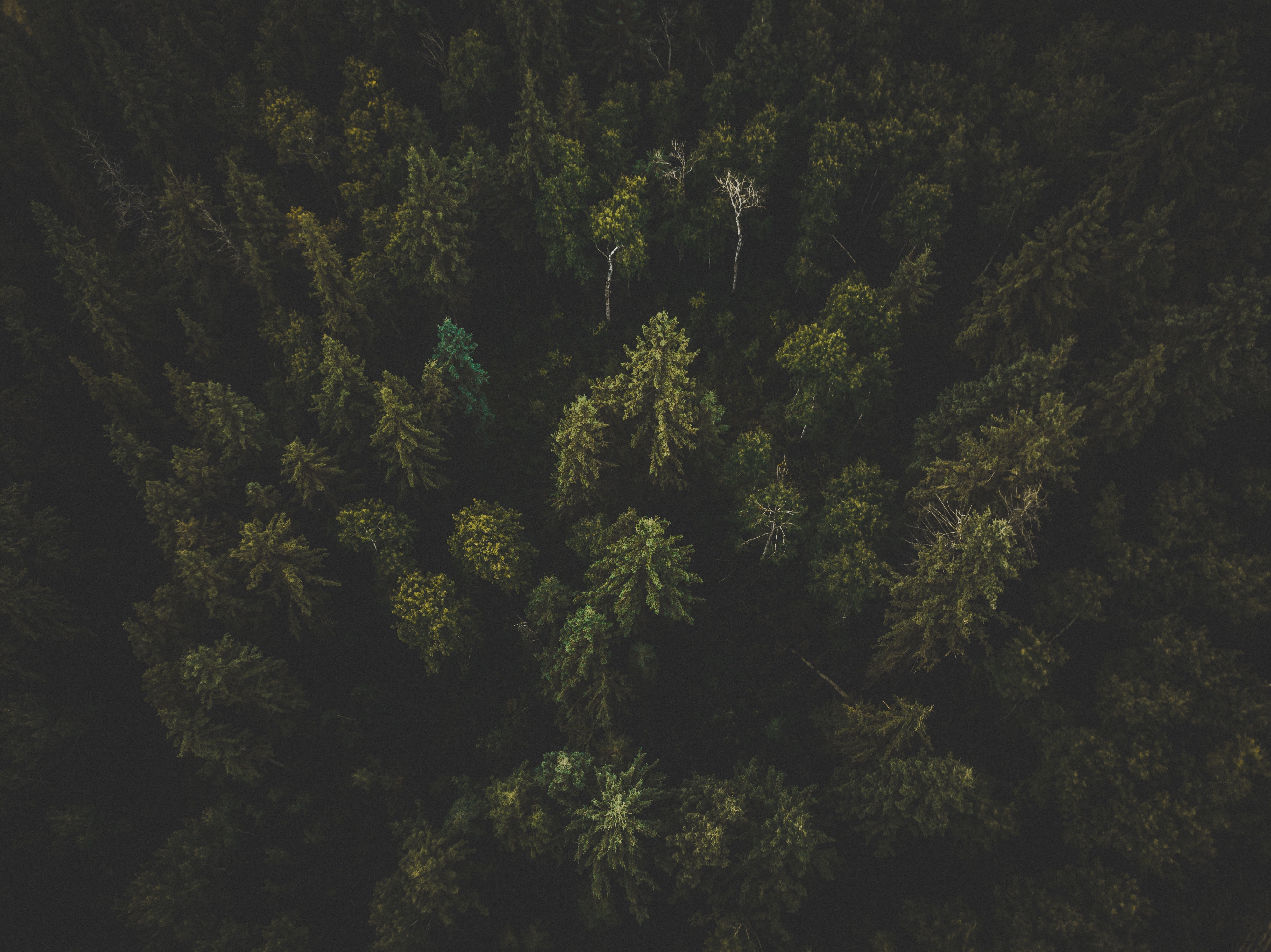 nature, trees, view from above, top, dark, forest, tops