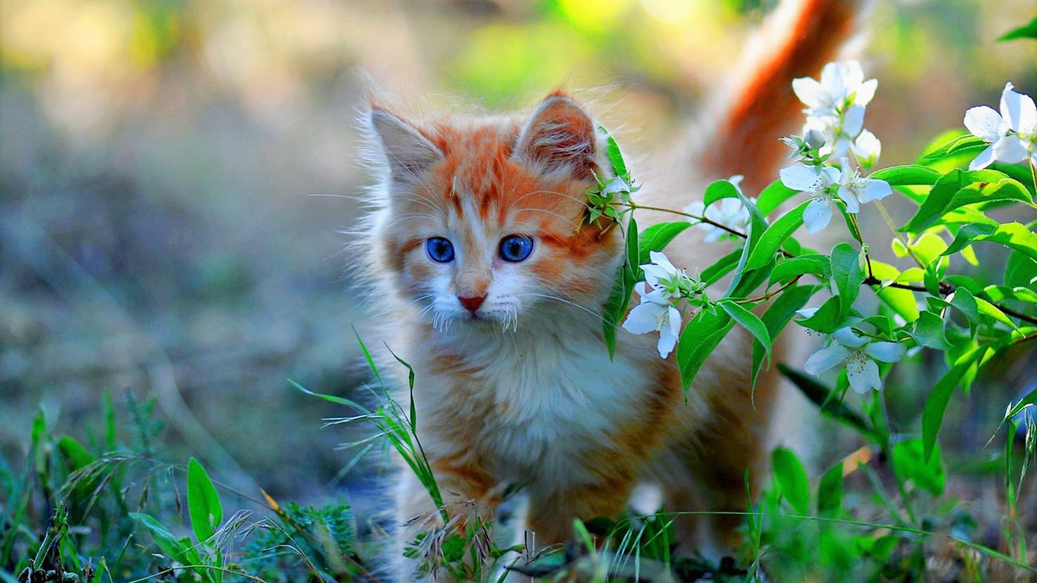 Весенняя кошечка. Красивые котята. Кошка на природе. Красивые котики.