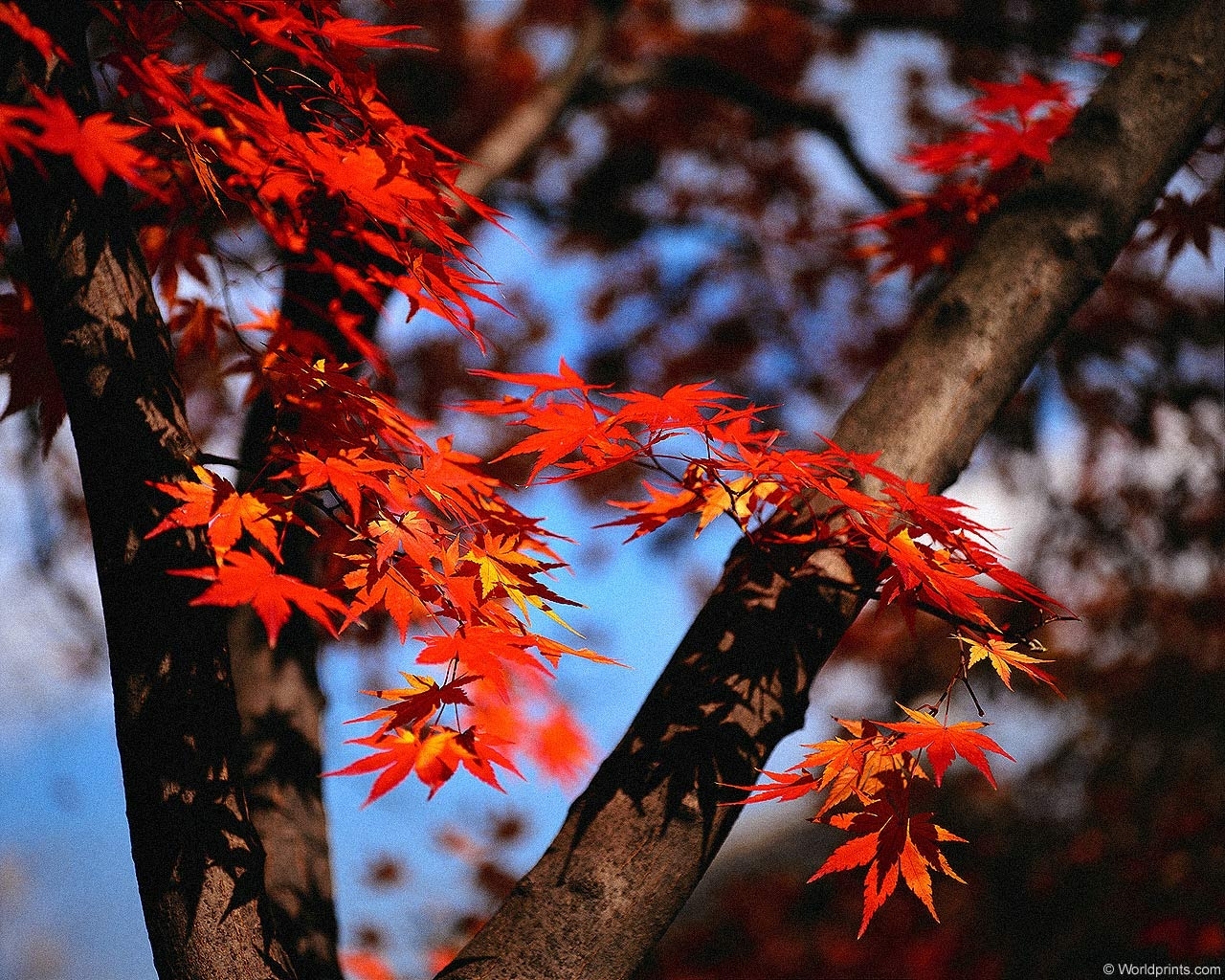 Скачать картинку Листья, Растения, Осень в телефон бесплатно.