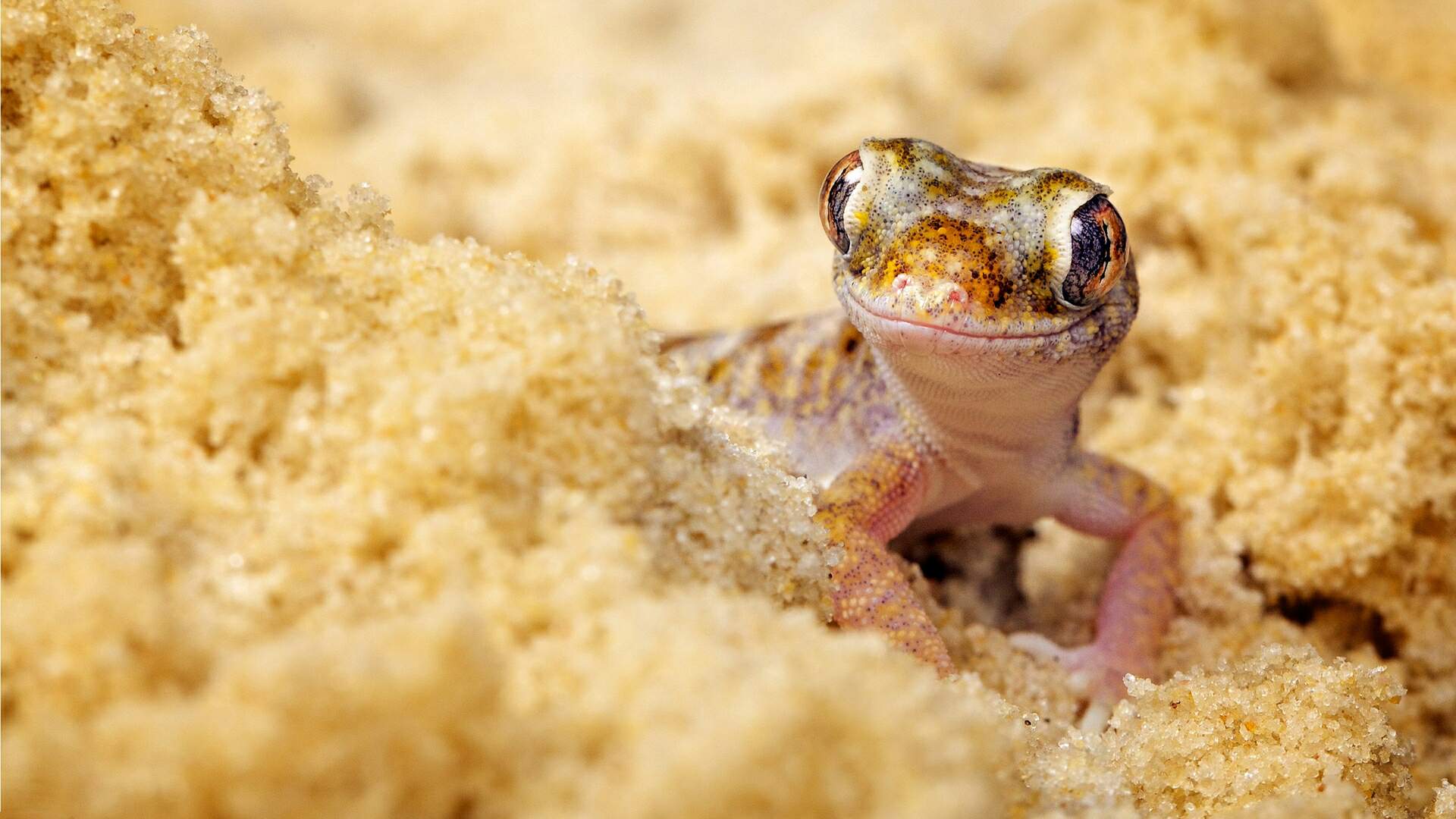 gecko, animal, reptiles for android