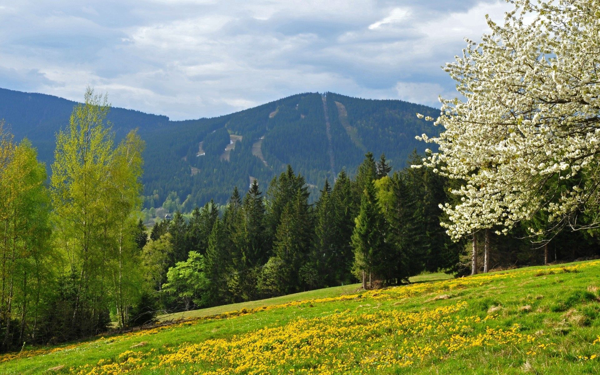 Laden Sie das Natur, Bäume, Grass, Blumen, Feld-Bild kostenlos auf Ihren PC-Desktop herunter