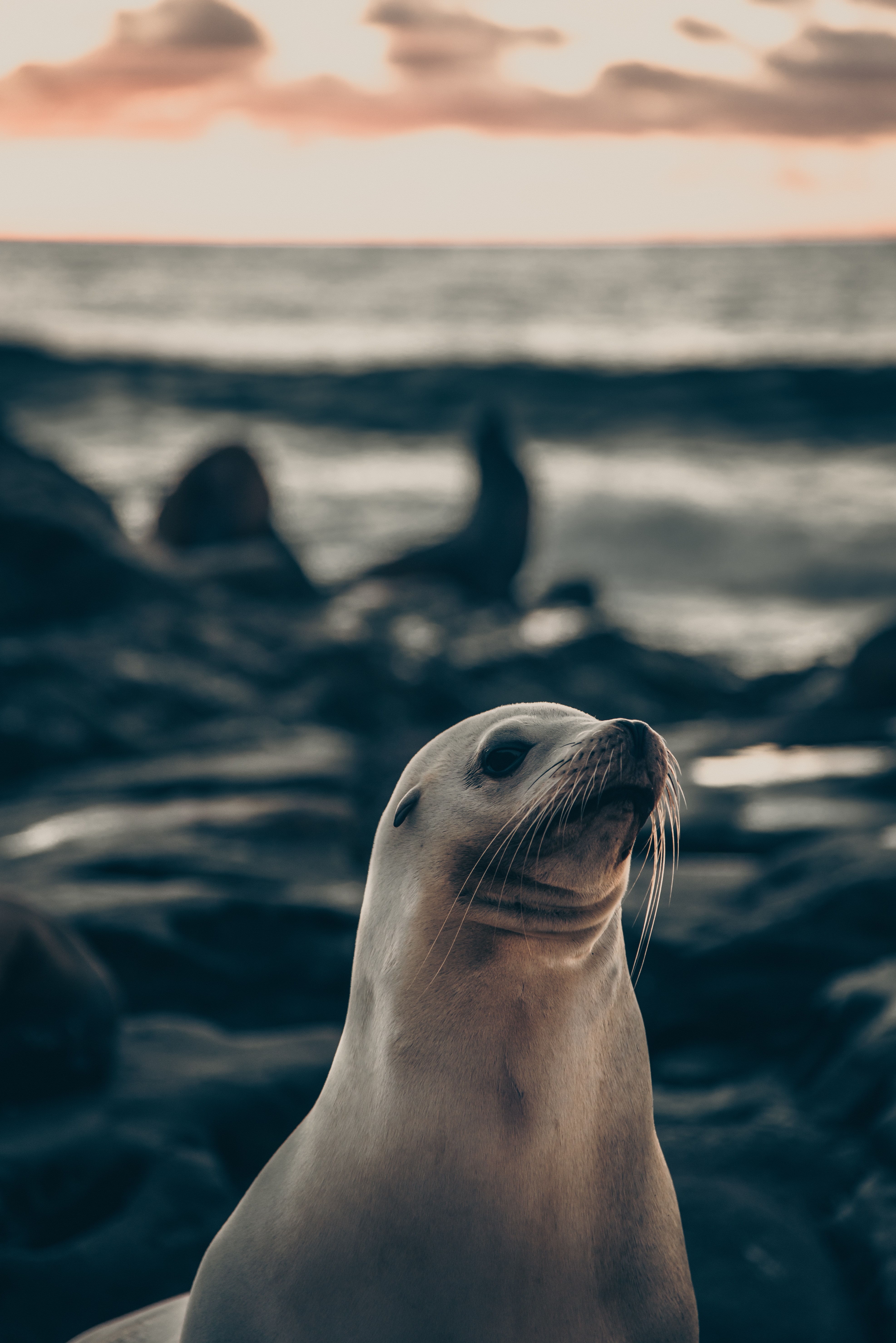 119026 descargar imagen animales, animal, lindo, querido, piel de foca, lobo marino: fondos de pantalla y protectores de pantalla gratis