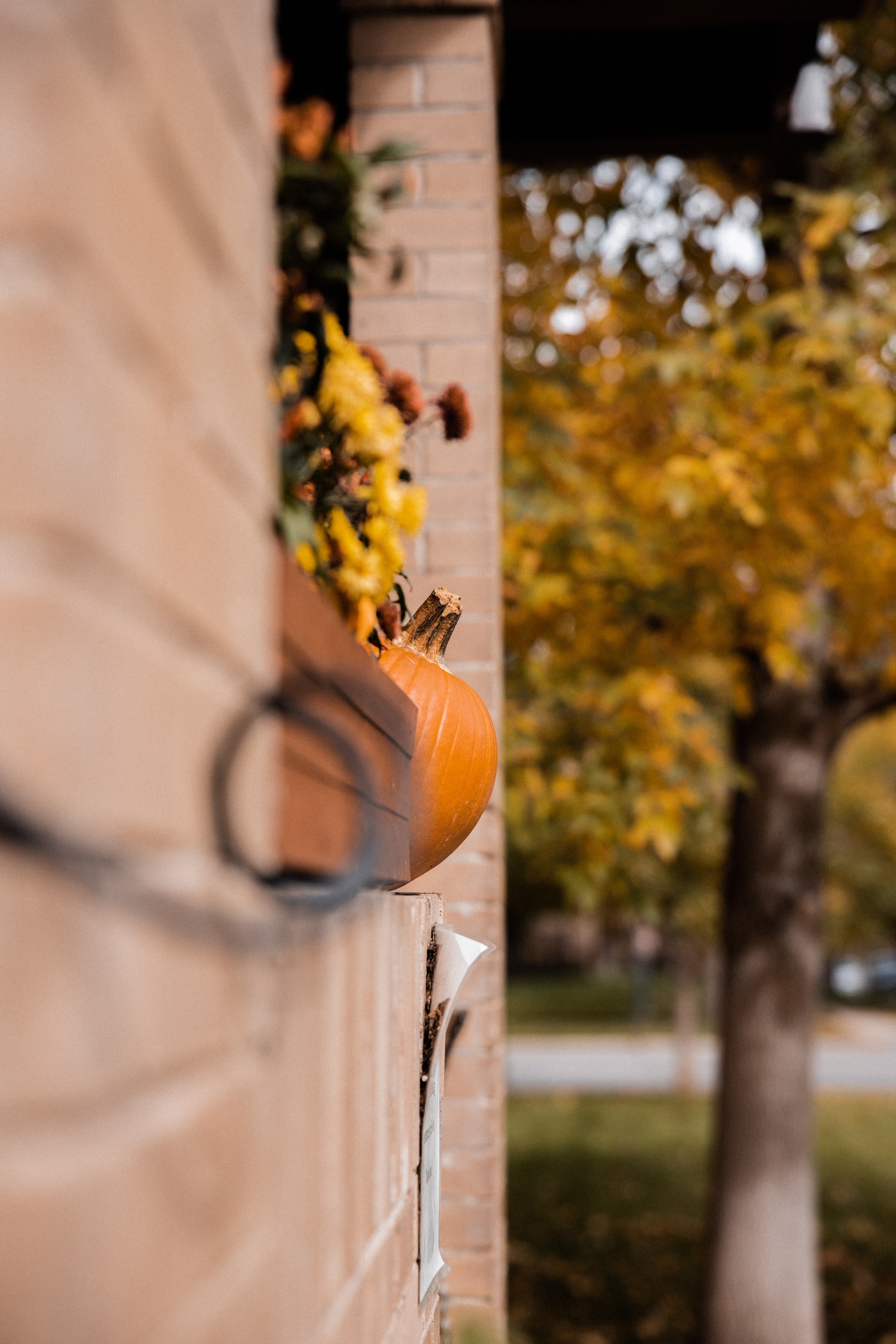 Download mobile wallpaper Miscellanea, Building, Miscellaneous, Autumn, Pumpkin, Halloween for free.