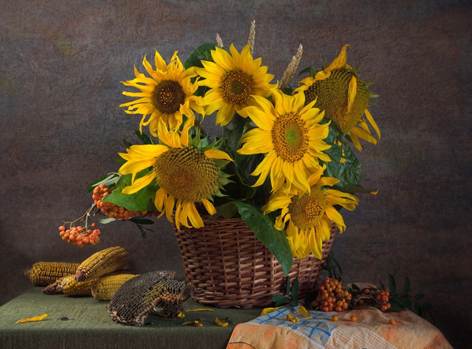 sunflowers, flowers, still life, basket, corn, rowan, seeds, sunflower seeds, maize