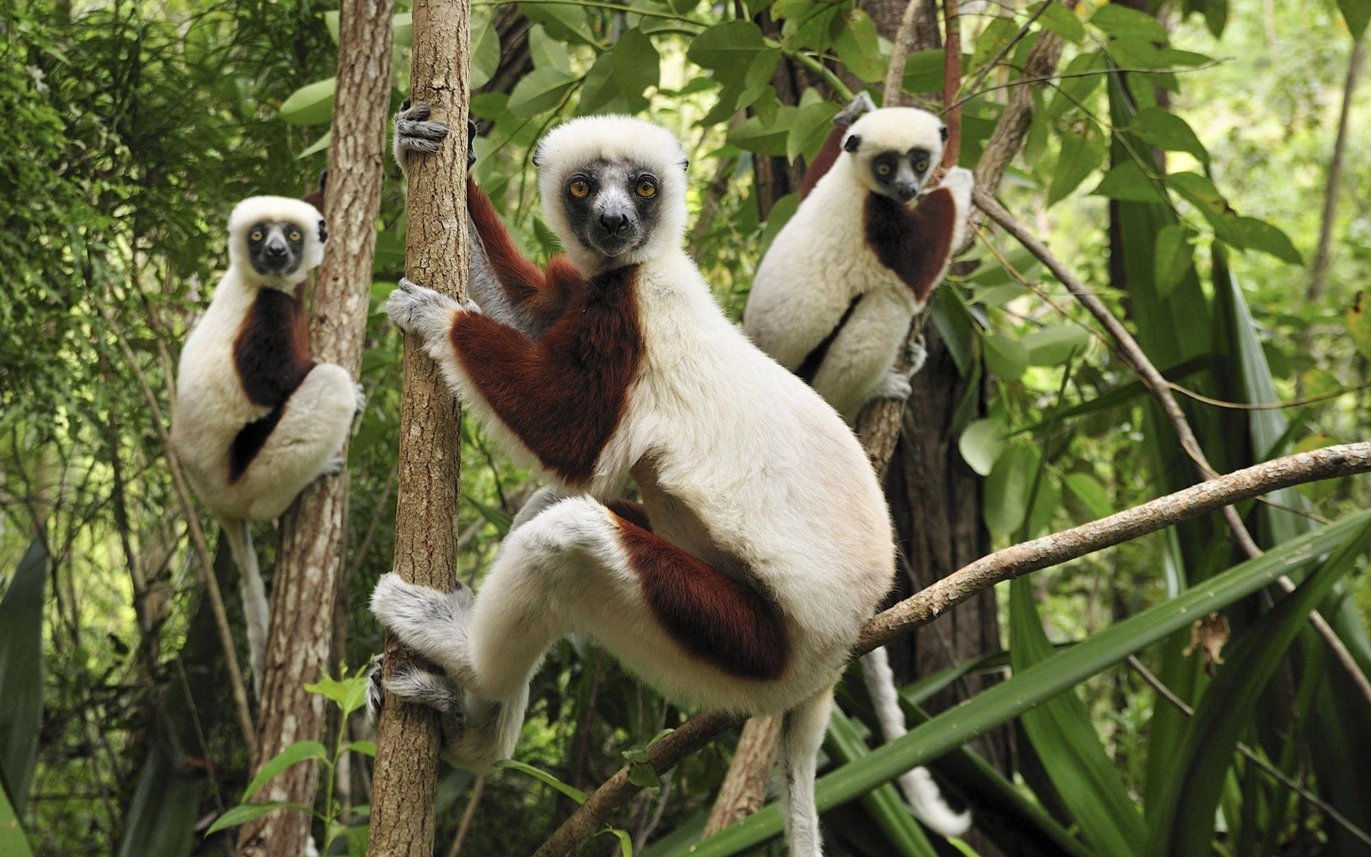 Download mobile wallpaper Branches, Lemurs, Climb, Animals, Three for free.