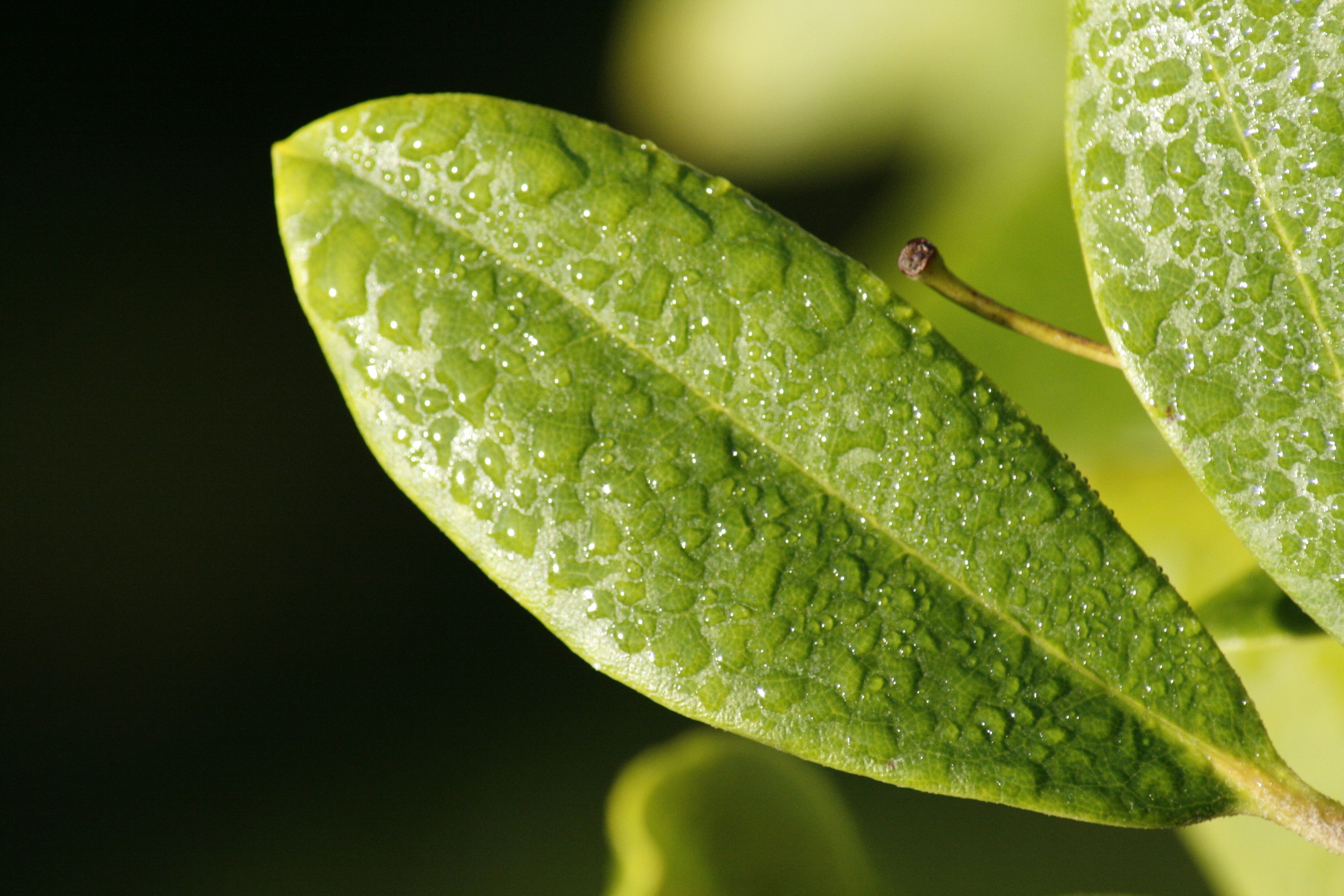 Download mobile wallpaper Sheet, Macro, Dew, Leaf, Drops, Surface for free.