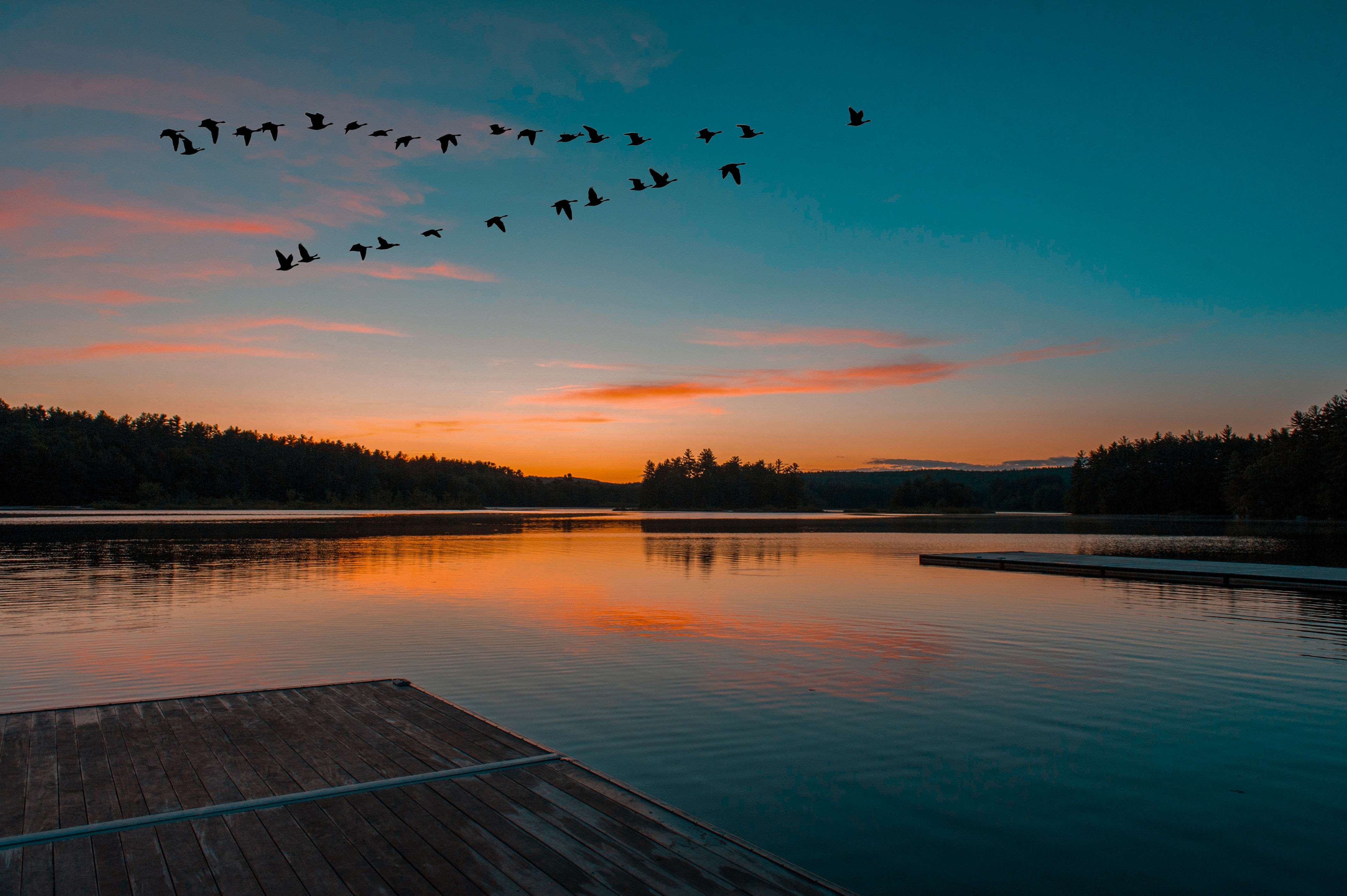 sunset, nature, birds, horizon, lake, flight 2160p