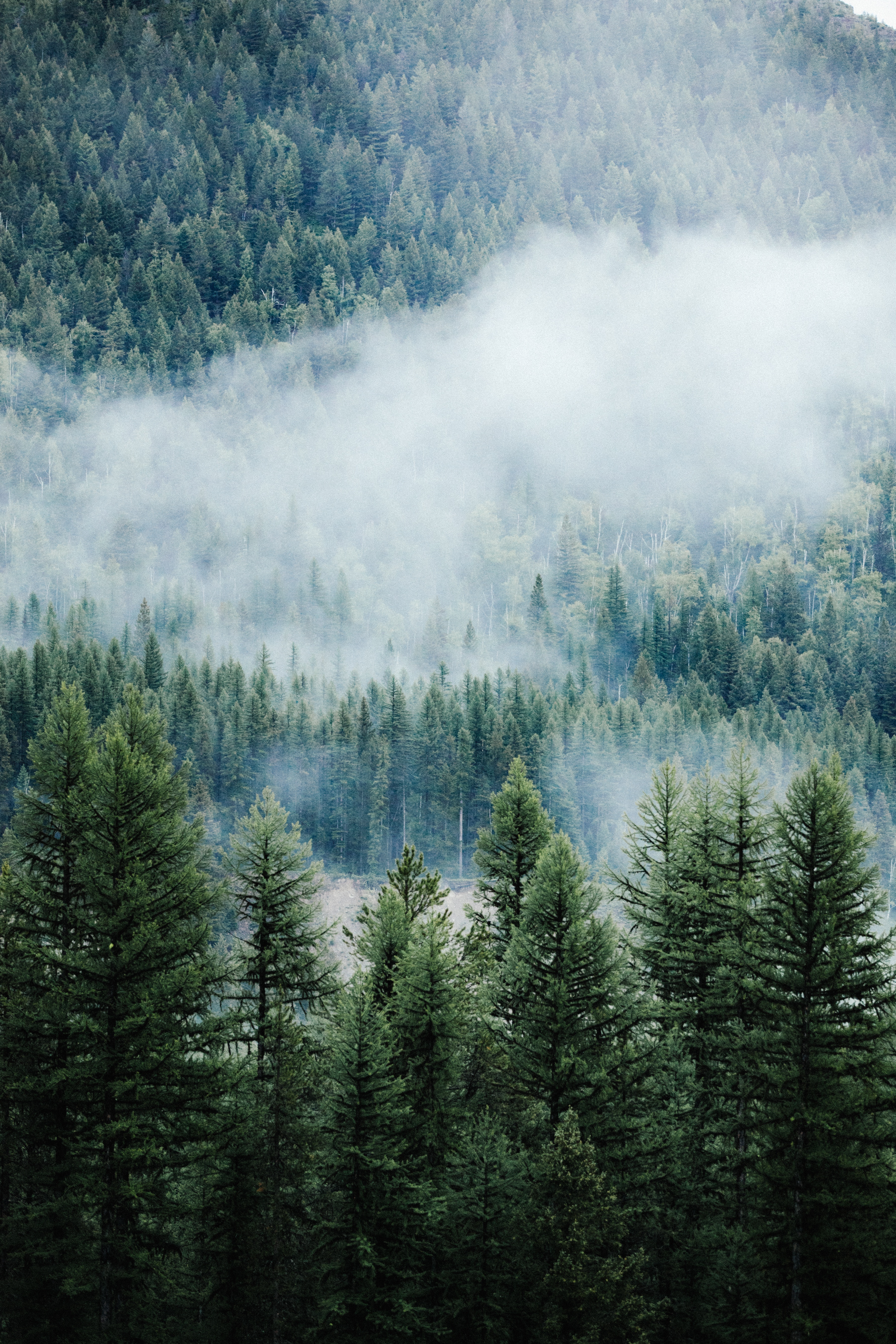 Скачать картинку Верхушки, Ели, Туман, Деревья, Природа, Лес, Сосны в телефон бесплатно.
