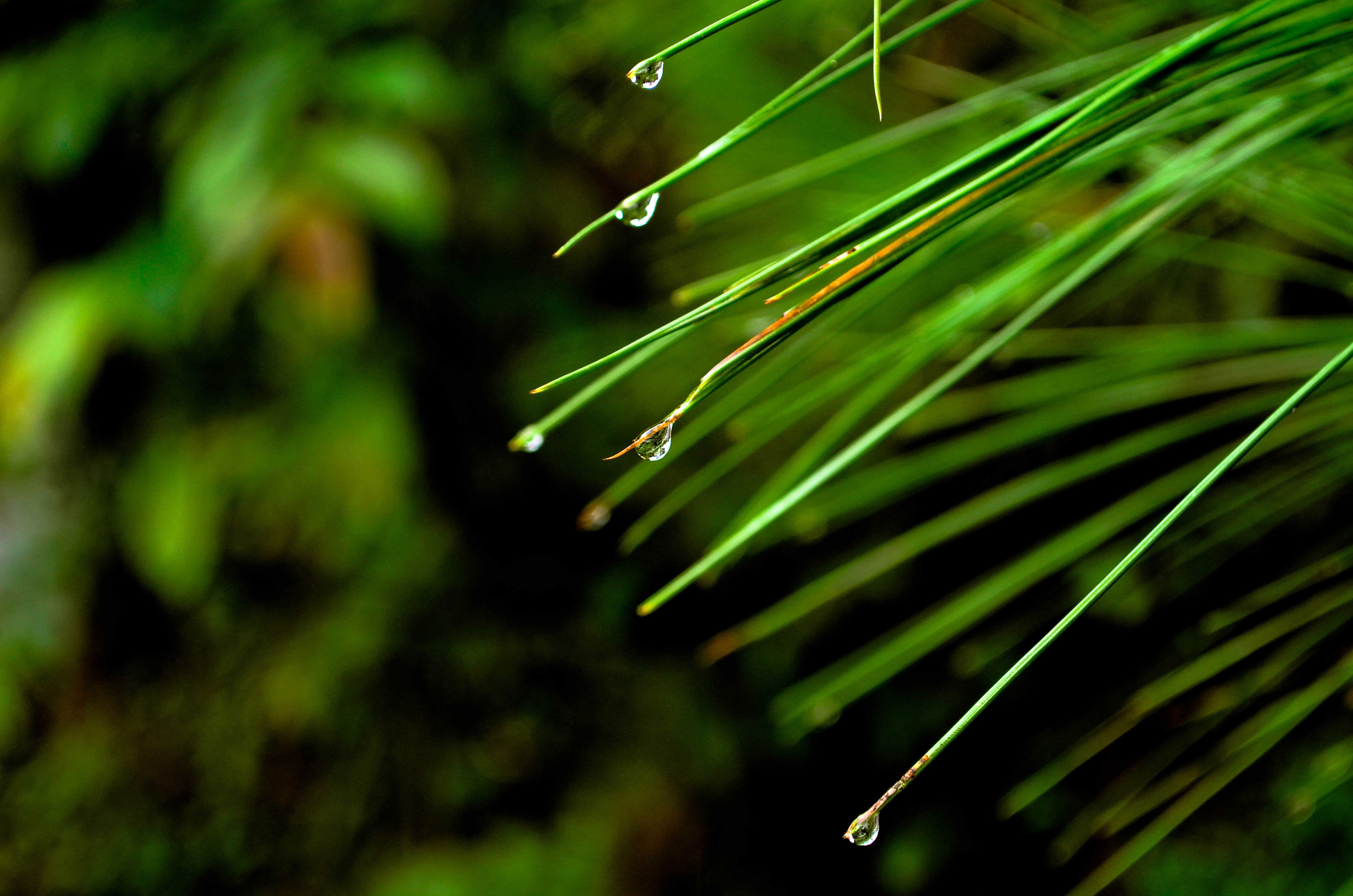 Download mobile wallpaper Fir, Spruce, Needle, Drops, Macro, Nature for free.