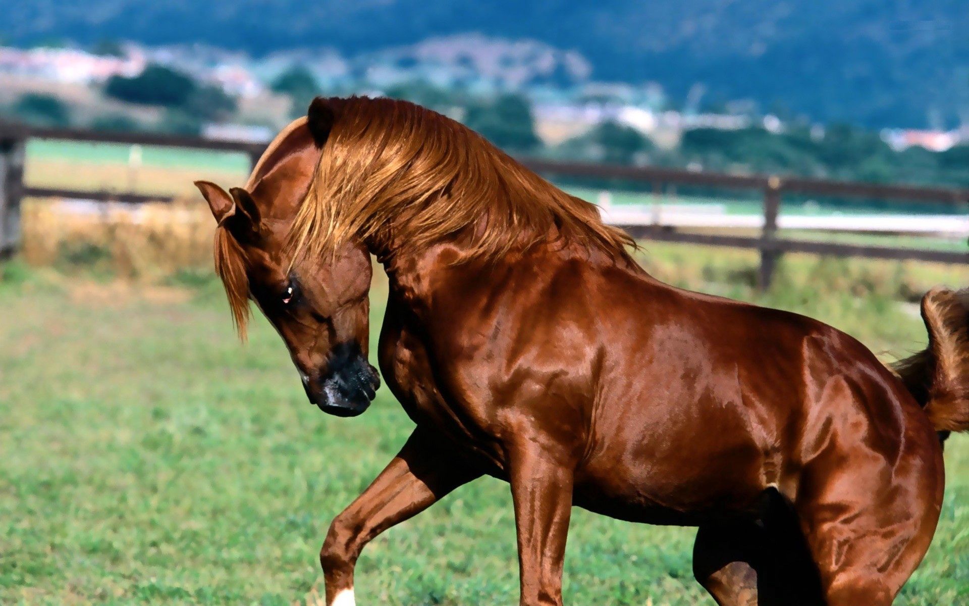 135247 免費下載壁紙 动物, 草, 马匹, 棕色的, 棕色, 鬃毛, 格里瓦, 马 屏保和圖片