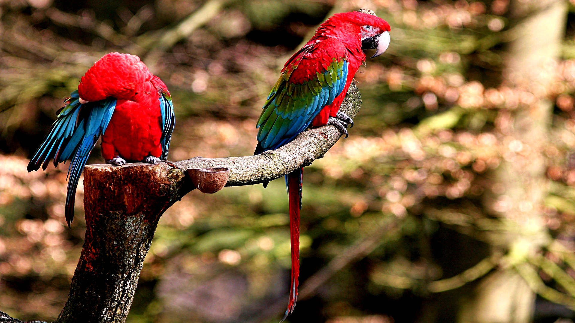 animal, red and green macaw, birds phone wallpaper