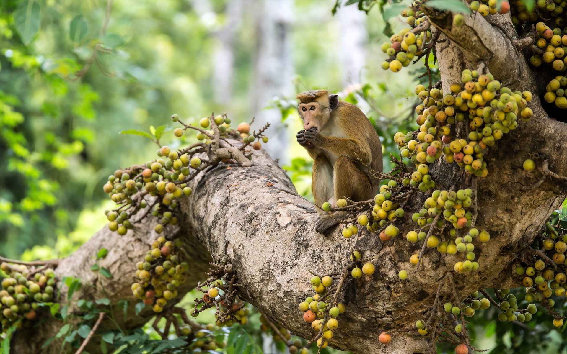 animal, monkey, macaque, monkeys wallpapers for tablet