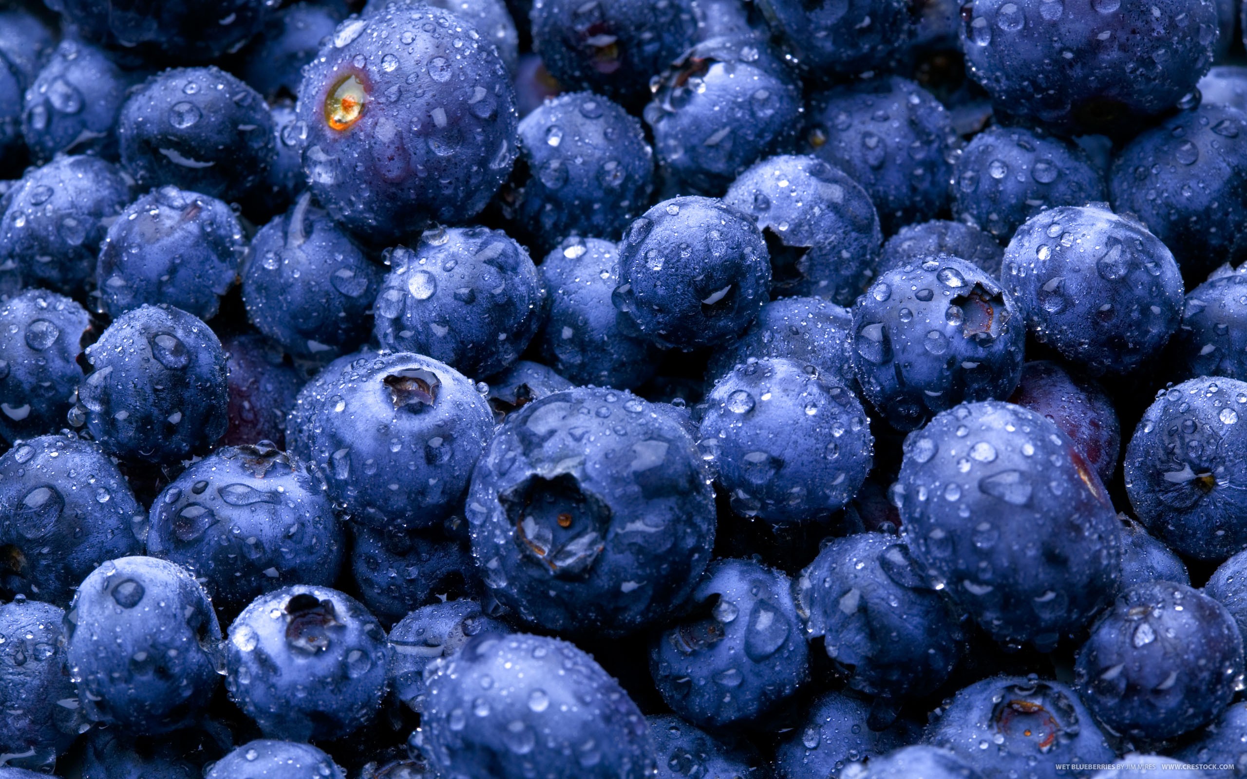 Blueberry Photos Download The BEST Free Blueberry Stock Photos  HD Images