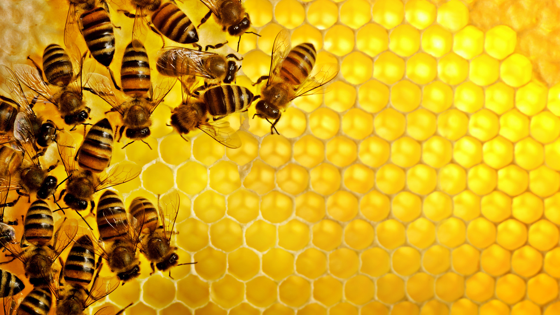 38413 завантажити шпалери бджоли, комахи, жовтий - заставки і картинки безкоштовно