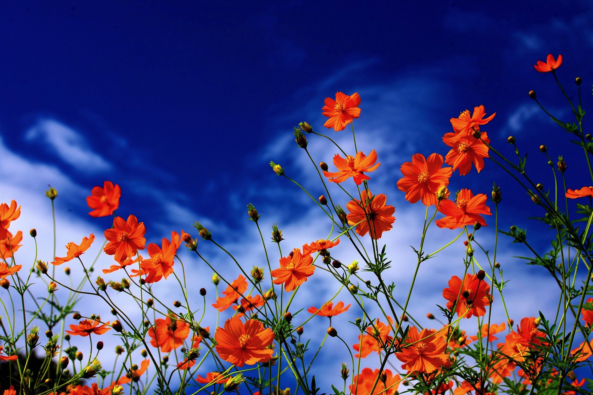 Hoa cam đậm đà Orange flower background aesthetic cho các trang web và hình  nền