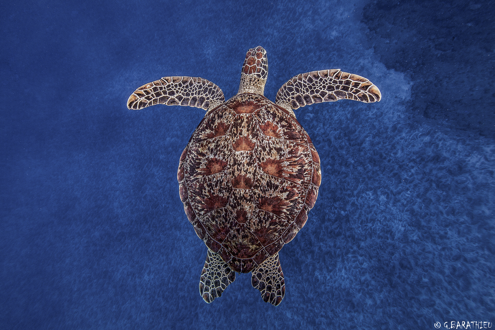 turtle, turtles, animal HD wallpaper