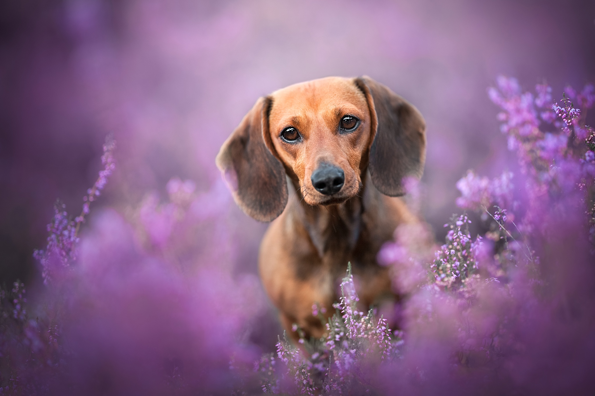 dachshund, animal, dog, heather, dogs Panoramic Wallpaper