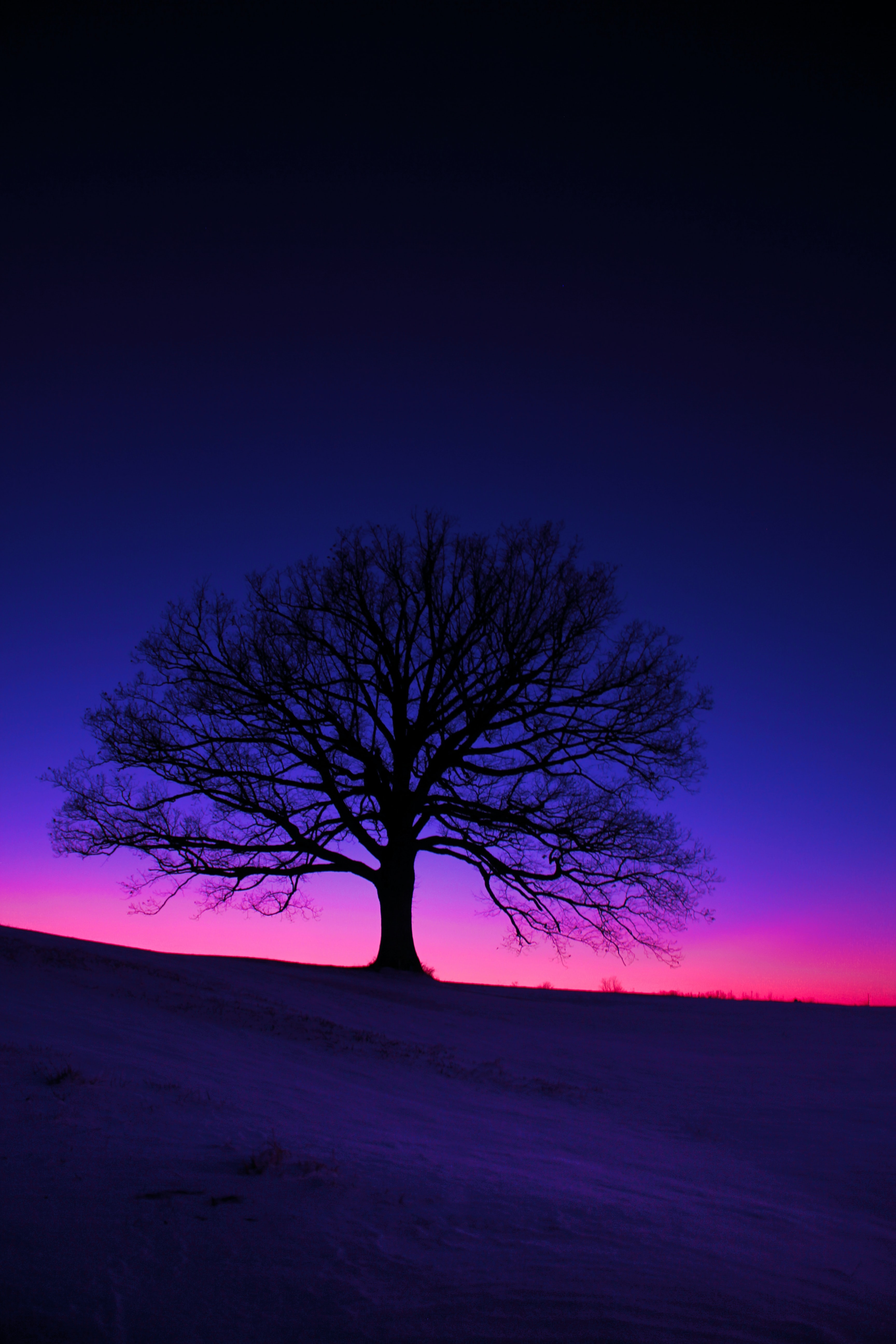 tree, dark, twilight, silhouette, wood, field, dusk 5K