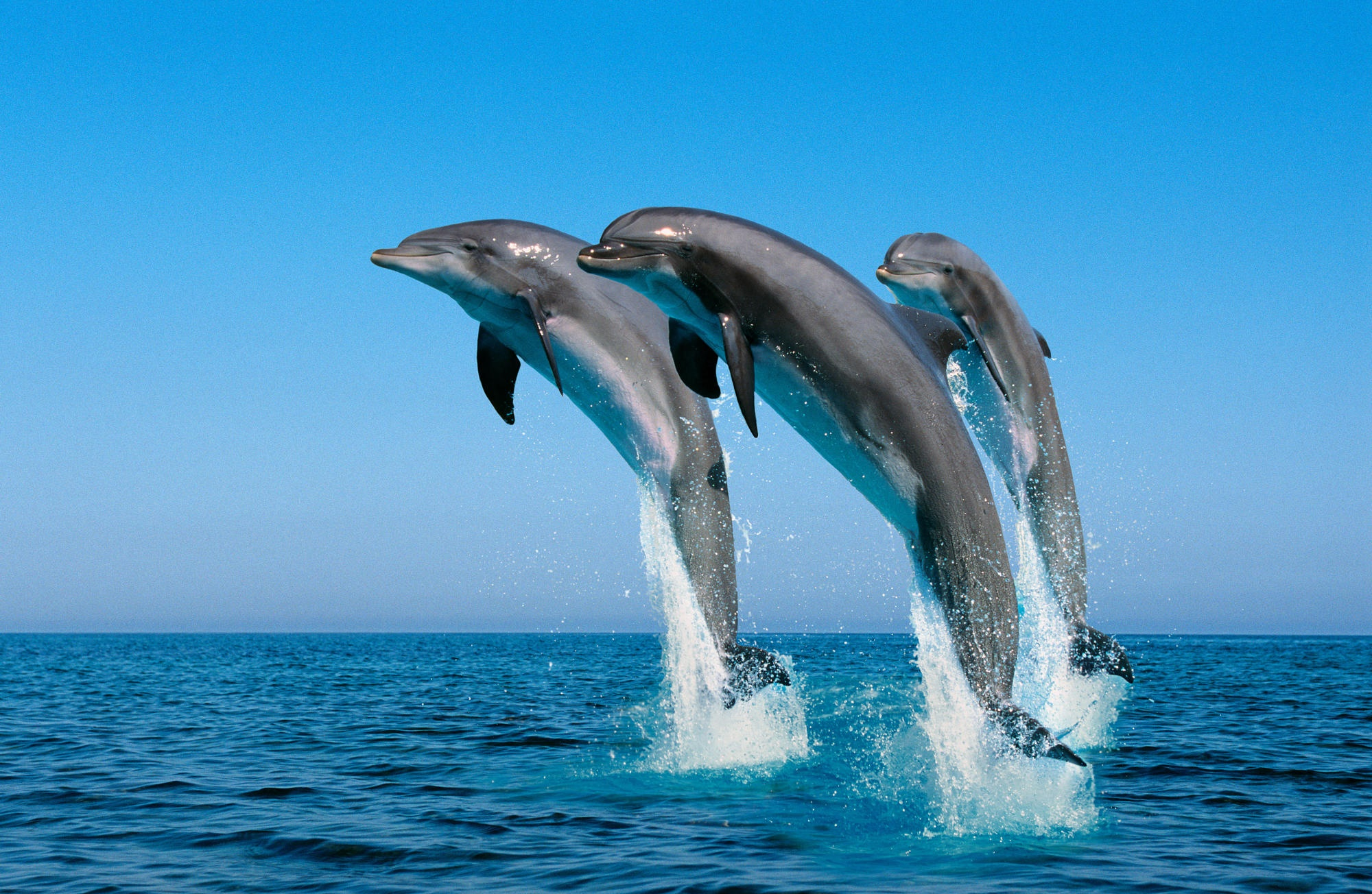 Дельфин в море