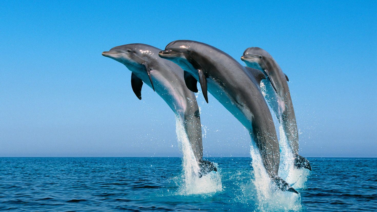 Обои дельфины