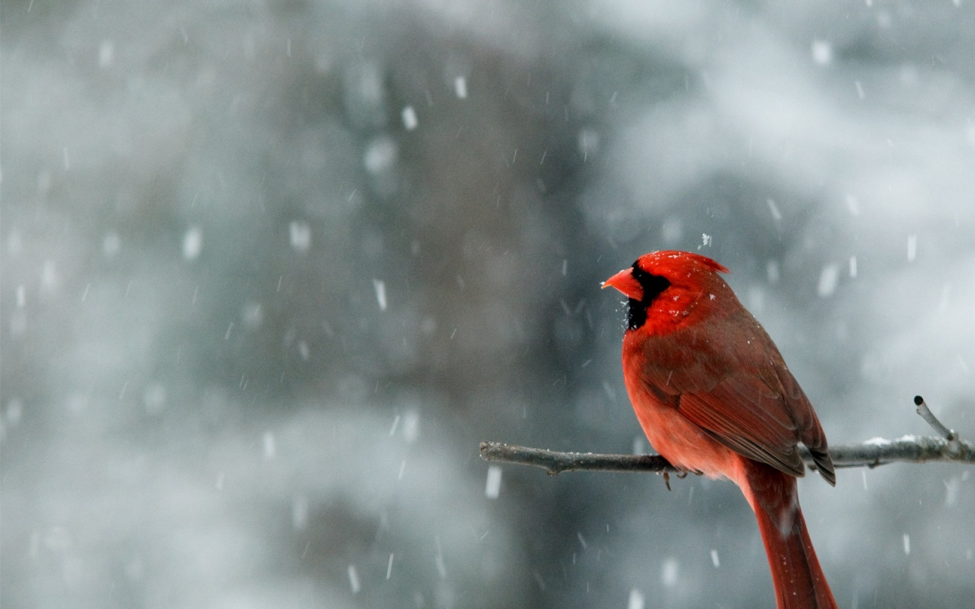 274862 Bild herunterladen tiere, kardinal, vogel, vögel - Hintergrundbilder und Bildschirmschoner kostenlos