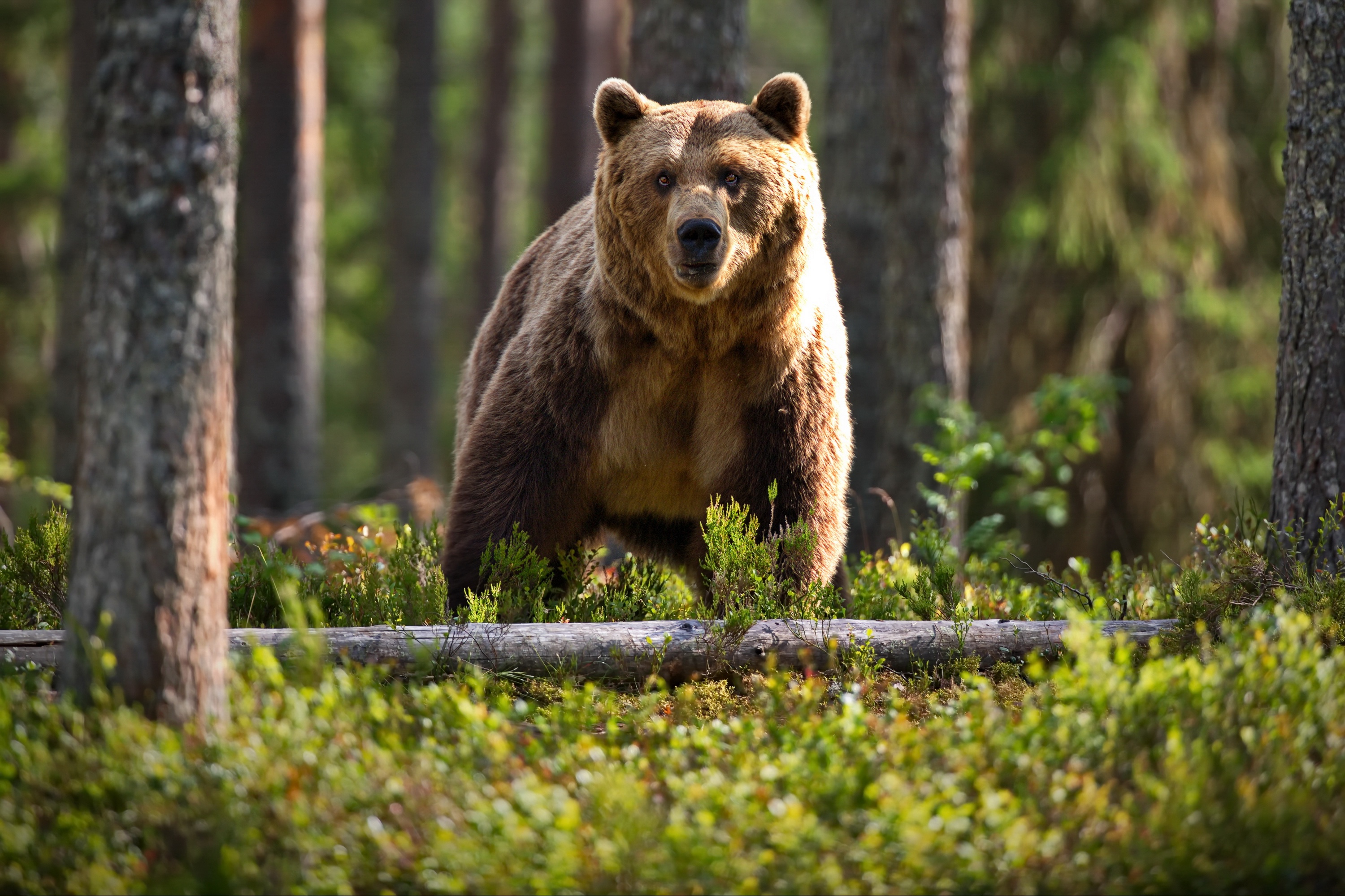 Бурый медведь Пермского края