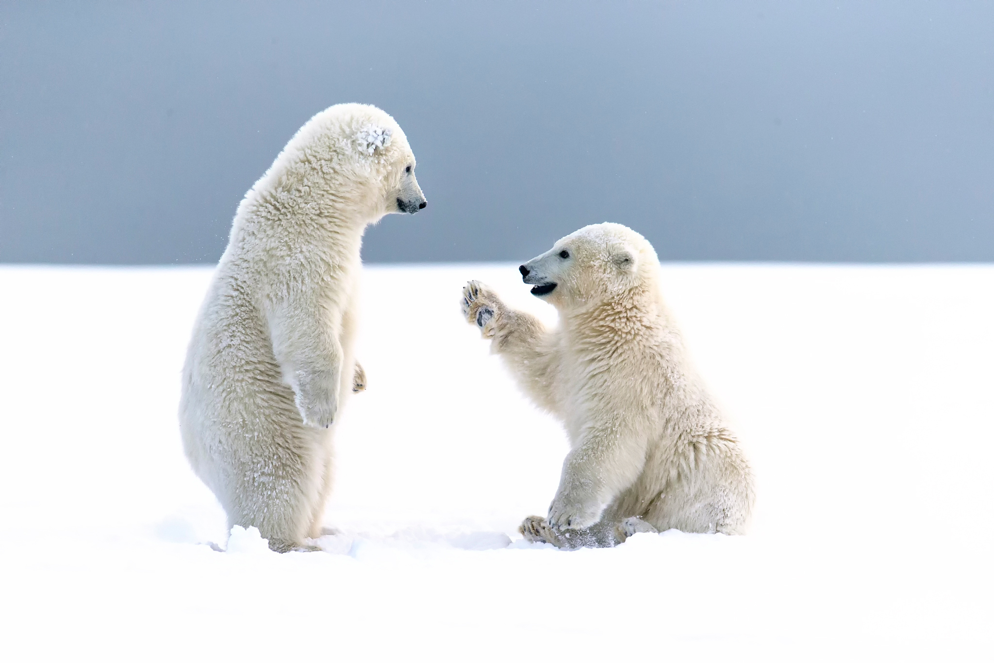 Download mobile wallpaper Snow, Bears, Bear, Animal, Cute, Polar Bear for free.