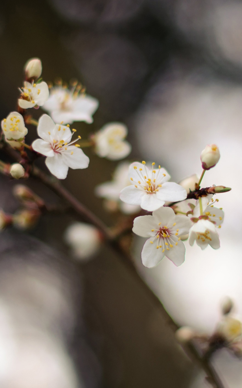 無料モバイル壁紙自然, フラワーズ, 花, 地球, 春, 白い花をダウンロードします。